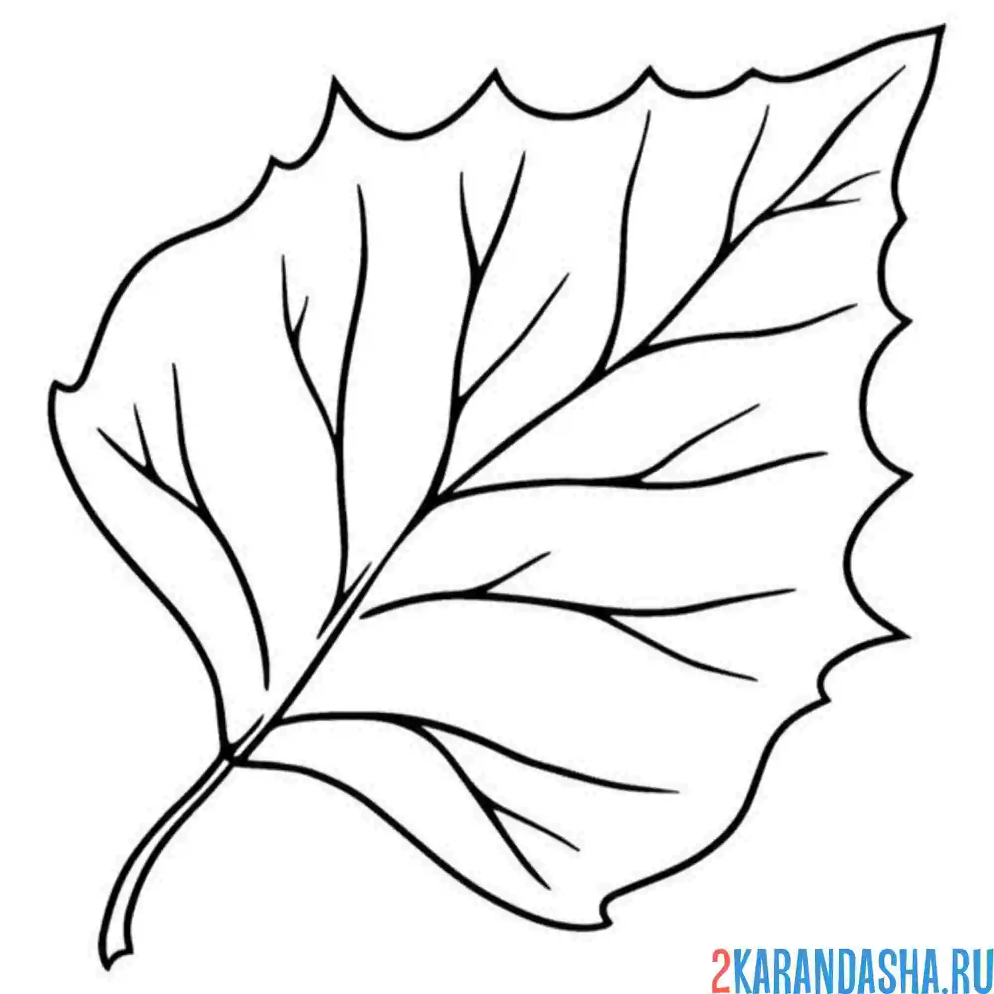 Раскраска один листок березы
