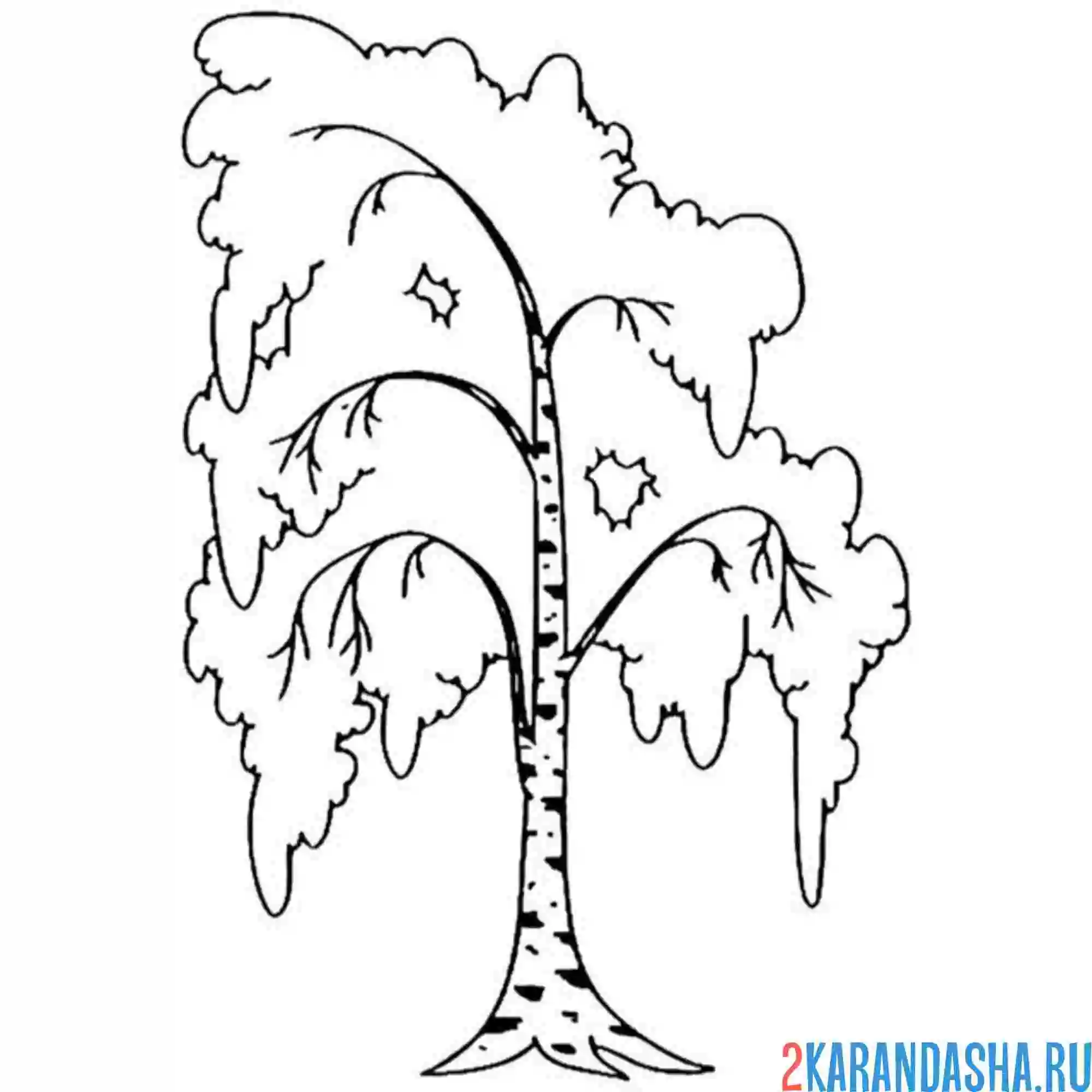 Раскраска настоящая береза