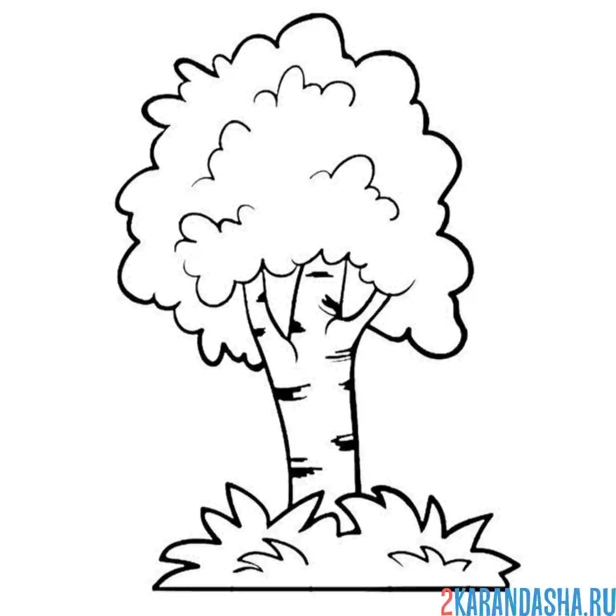 Раскраска пушистая береза