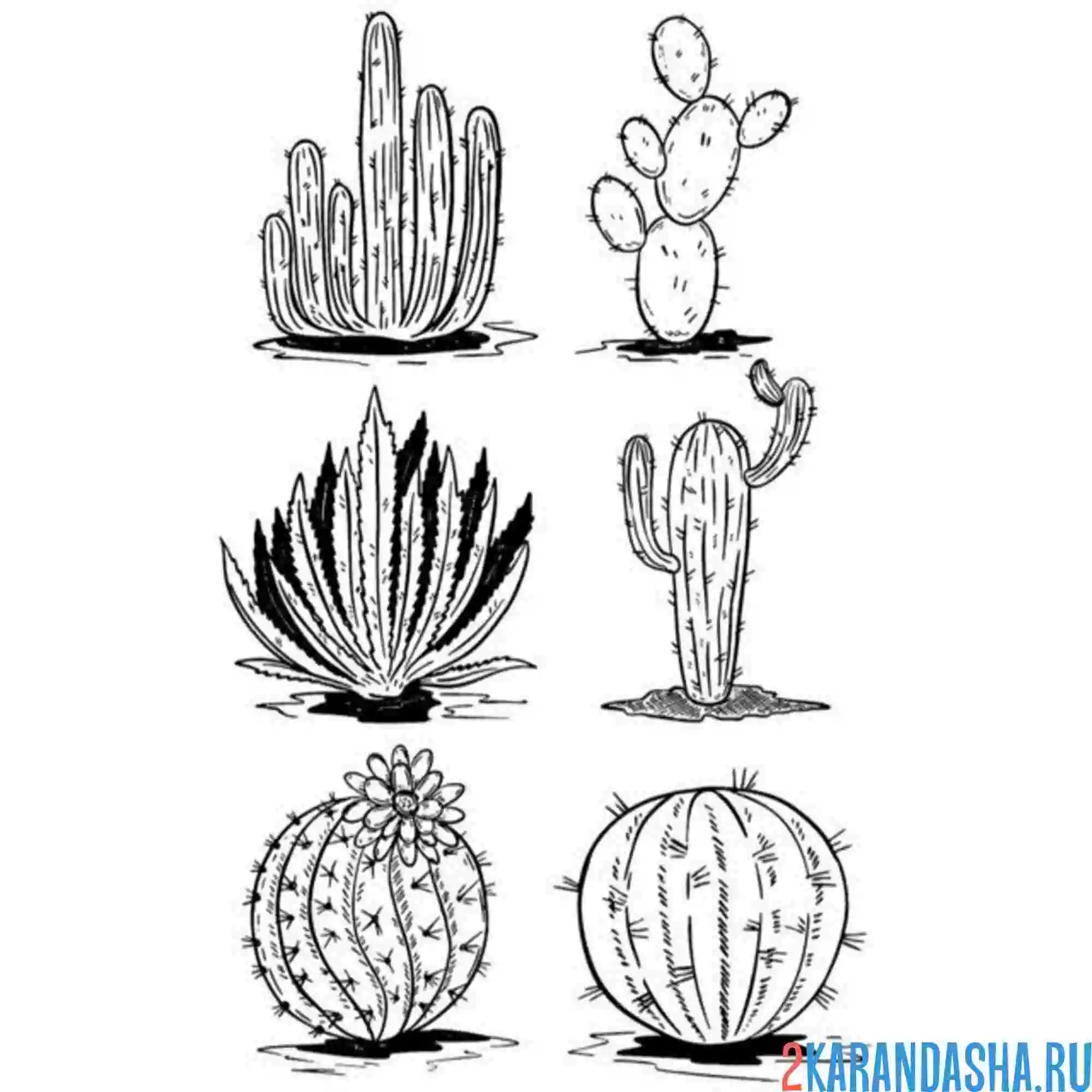 Раскраска разные виды кактуса