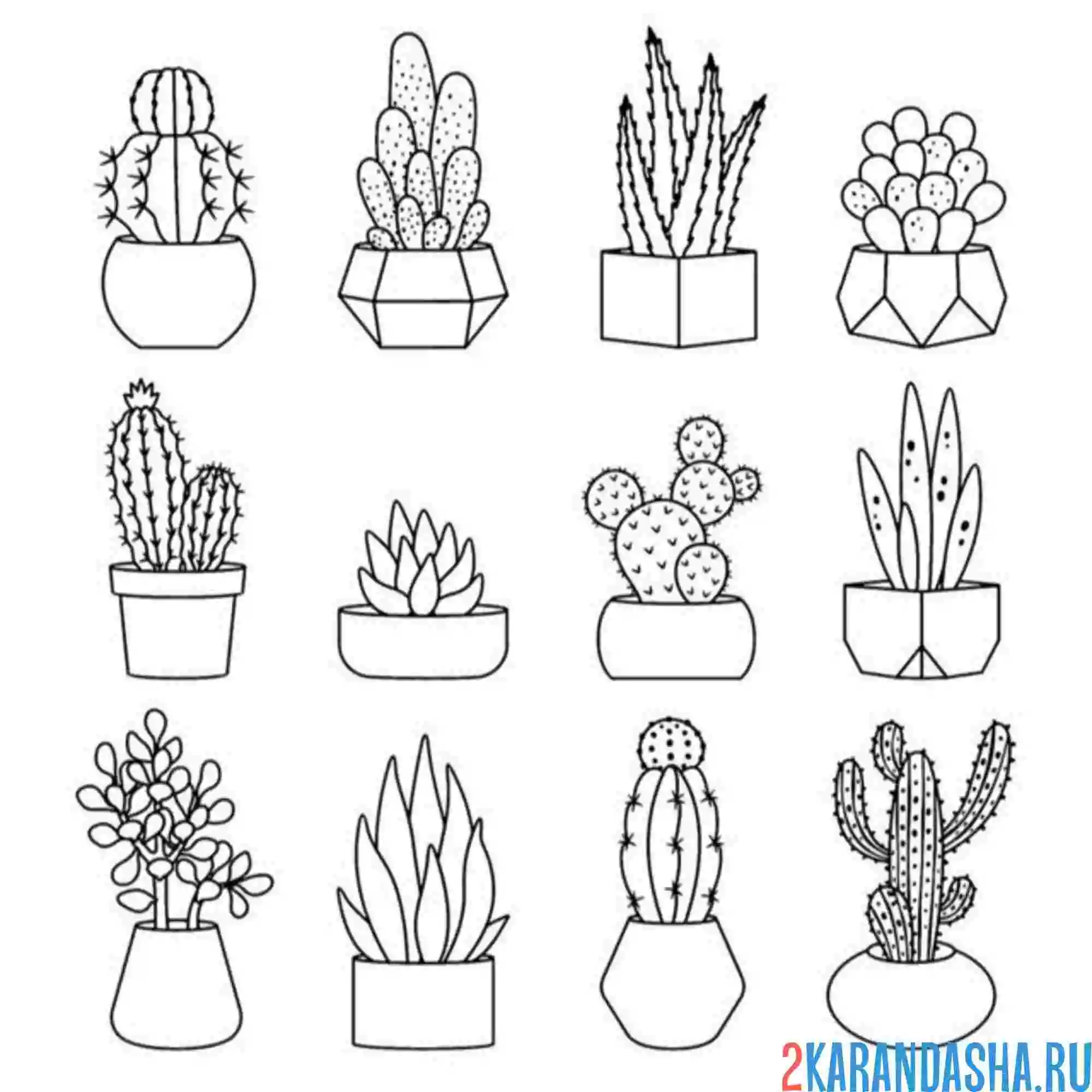Раскраска суккуленты и кактусы