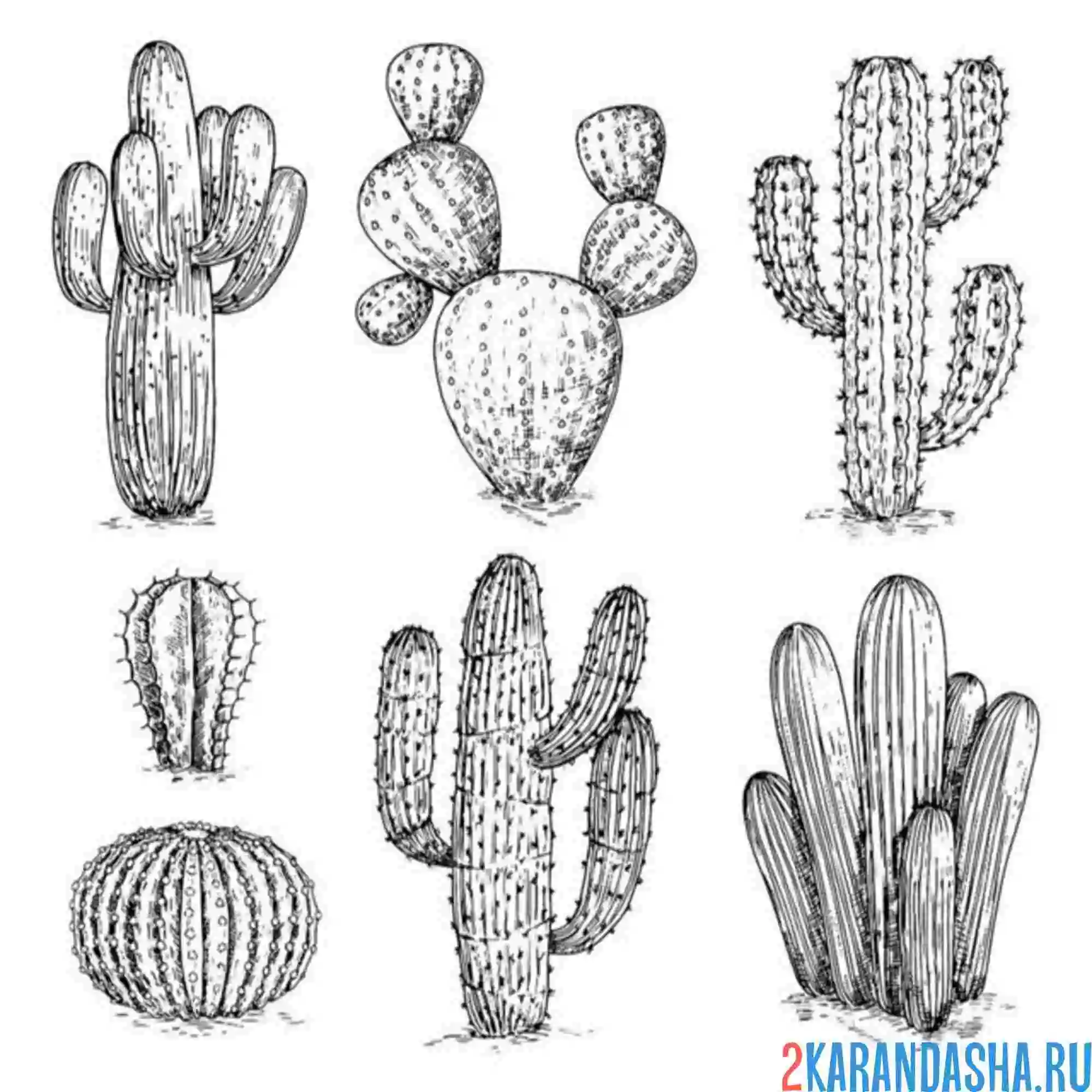 Раскраска рисунок кактусы