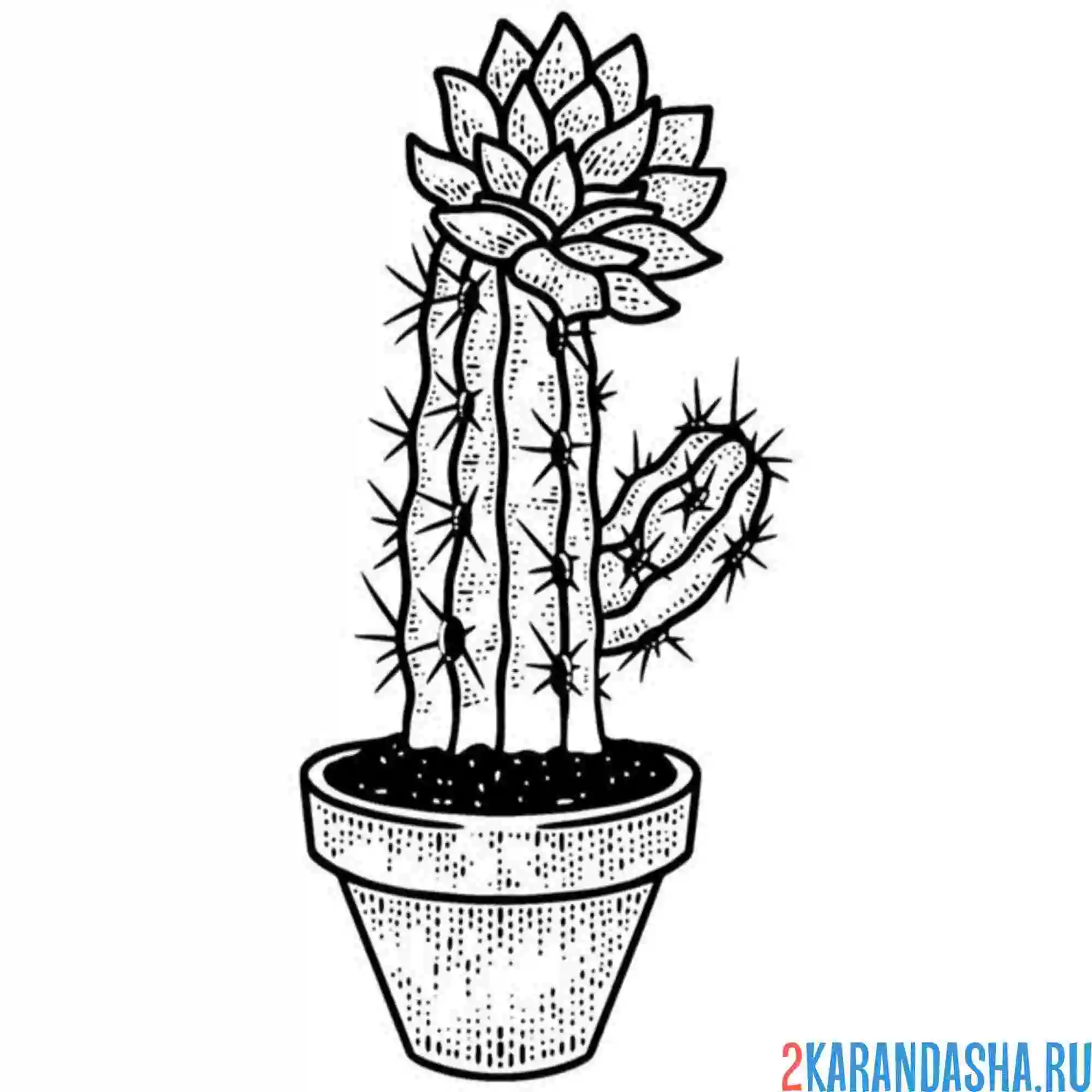 Раскраска цветущий кактус