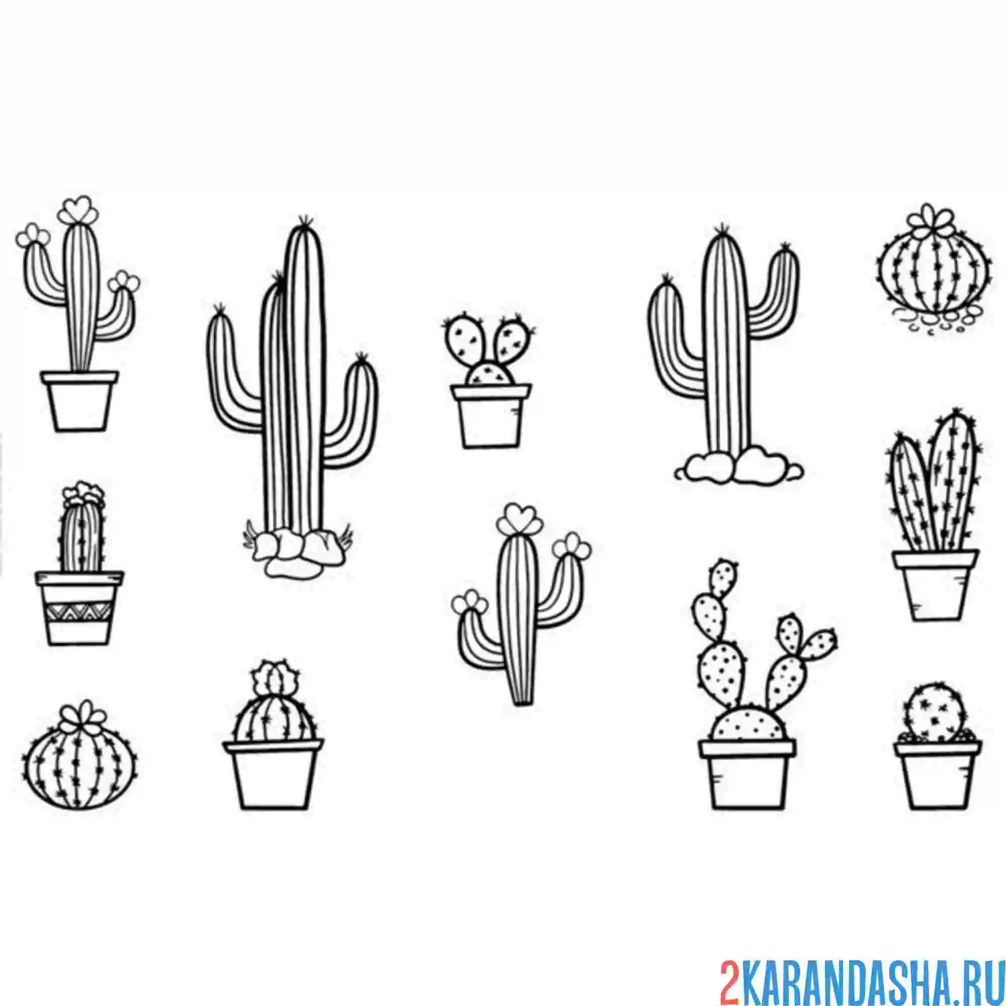 Раскраска разные кактусы виды