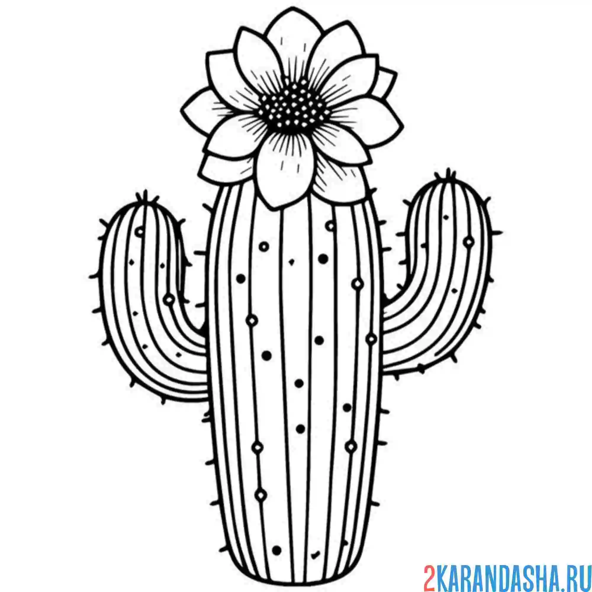 Раскраска цветок кактуса