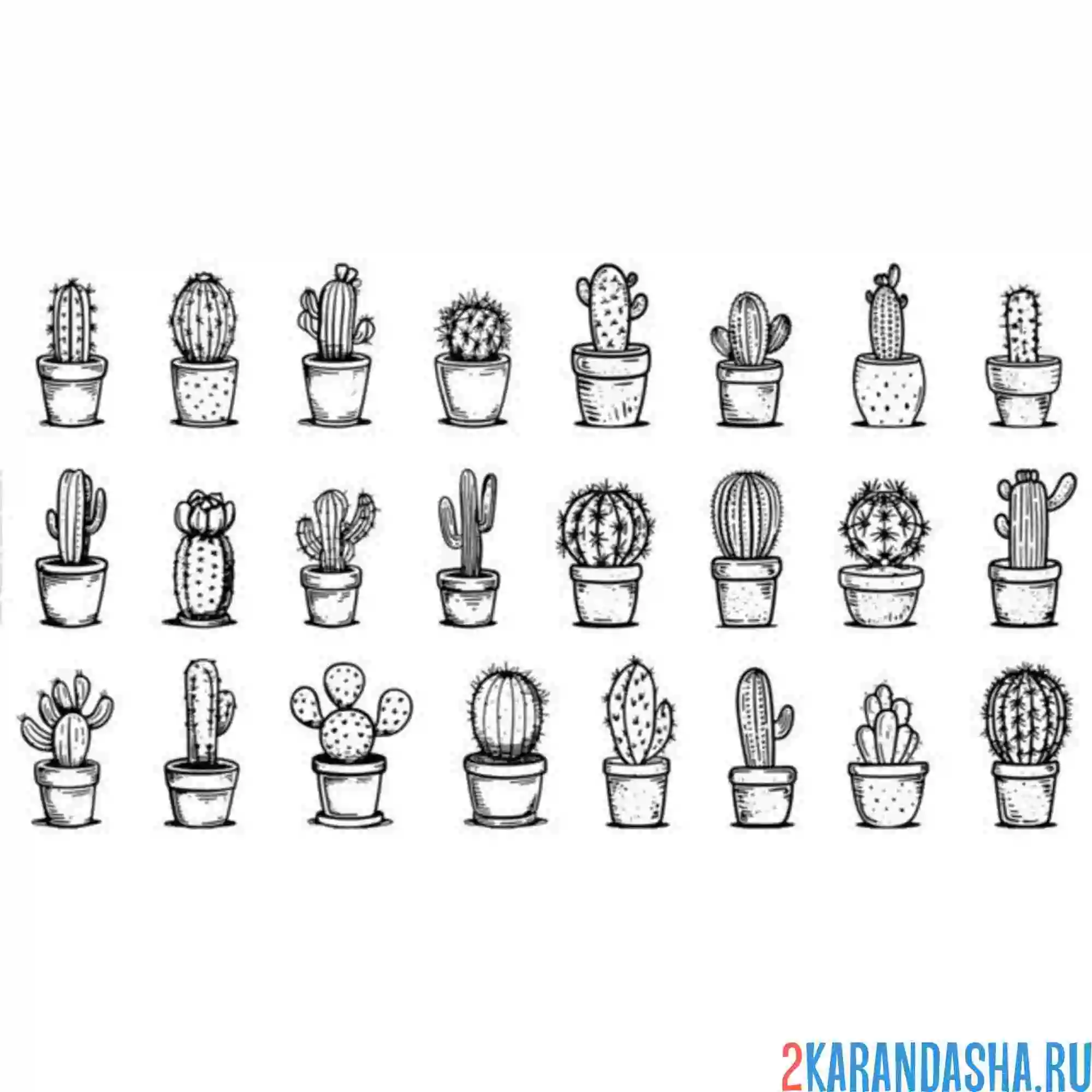 Раскраска много кактусов в горшках