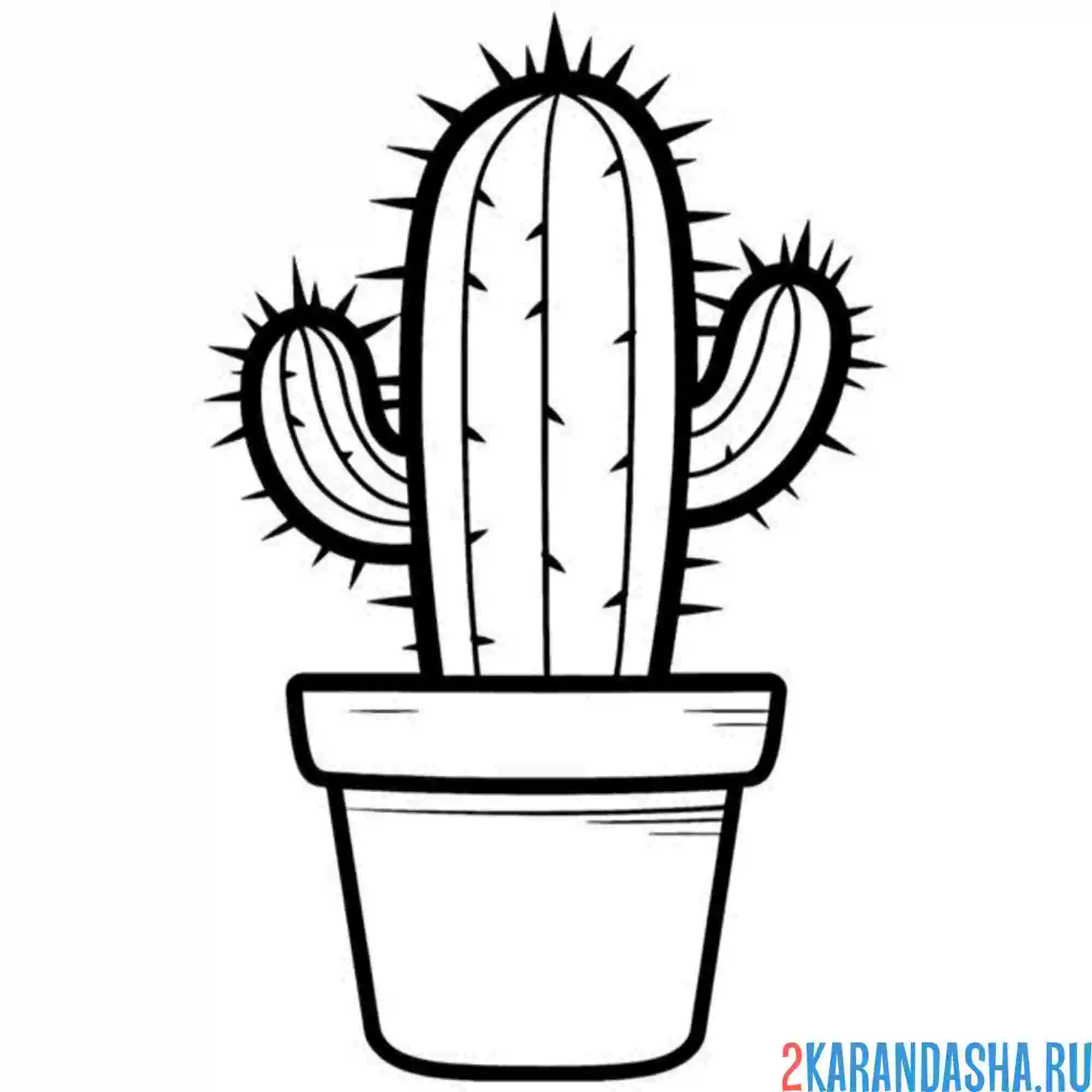 Раскраска кактус горшочный