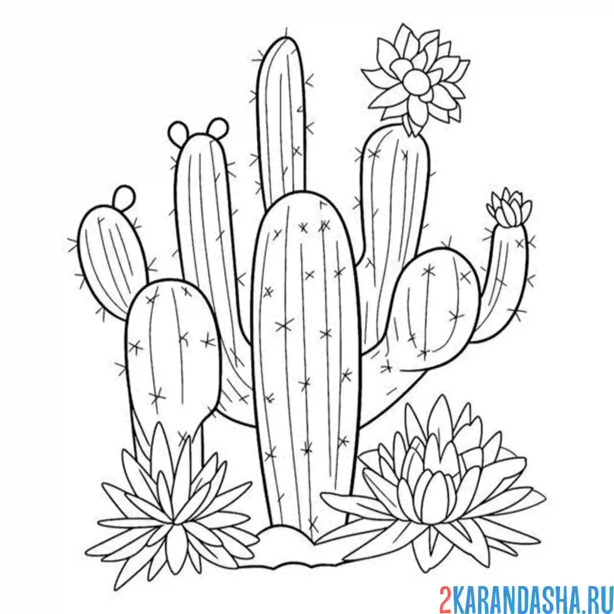 Раскраска огромный кактус