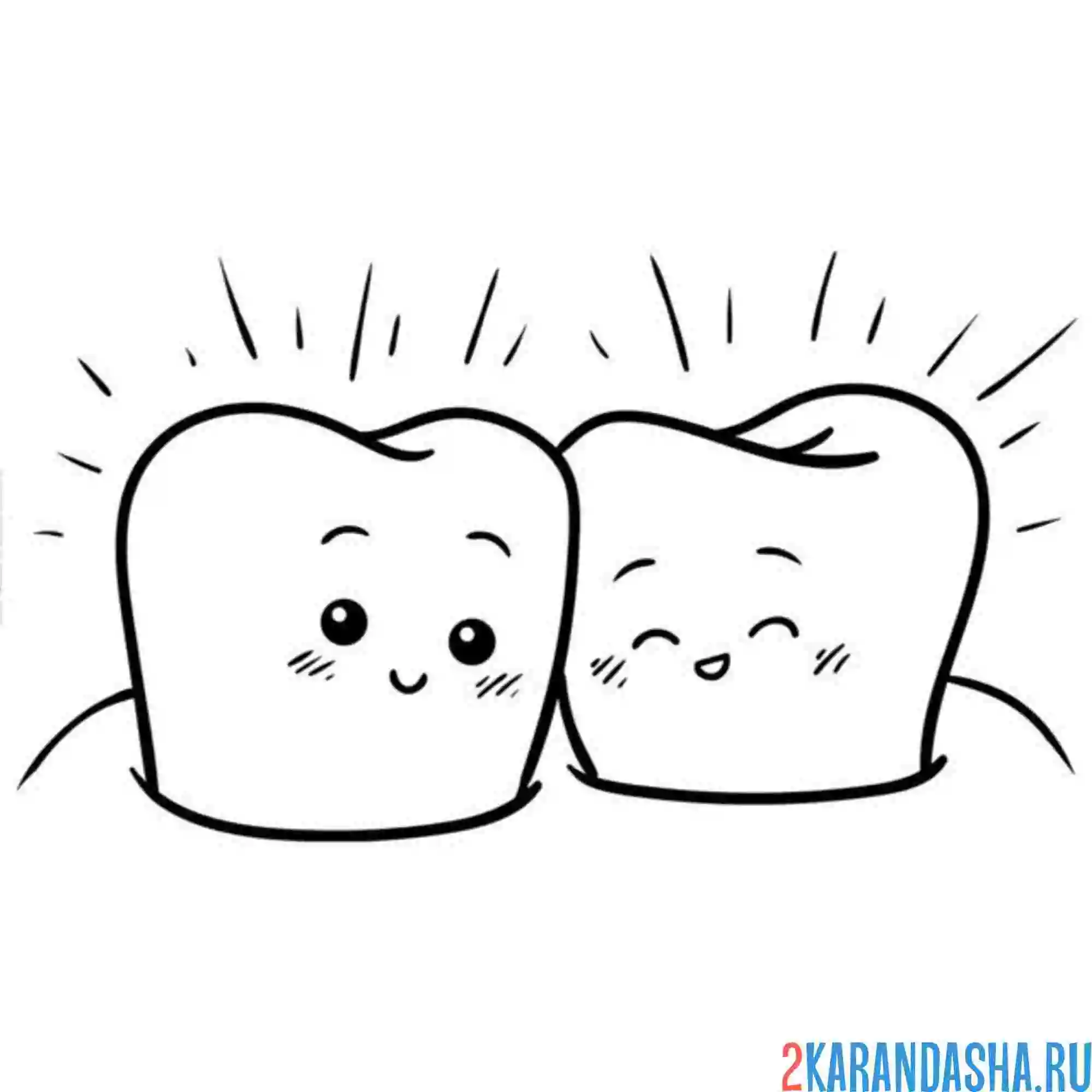 Раскраска два здоровых зуба