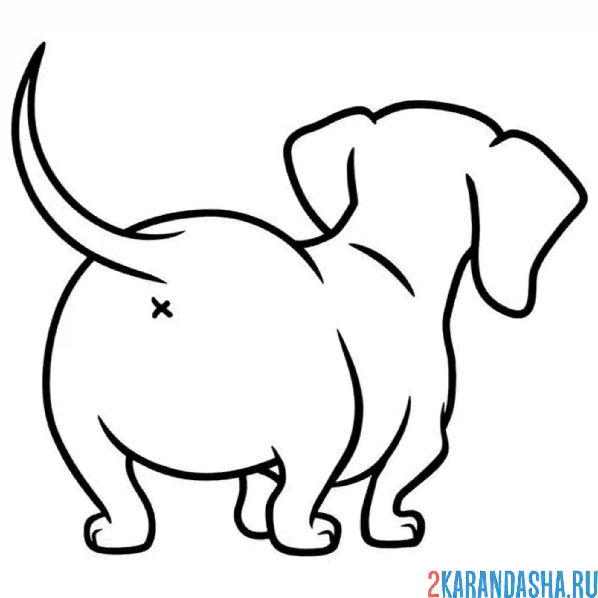 Раскраска такса сзади