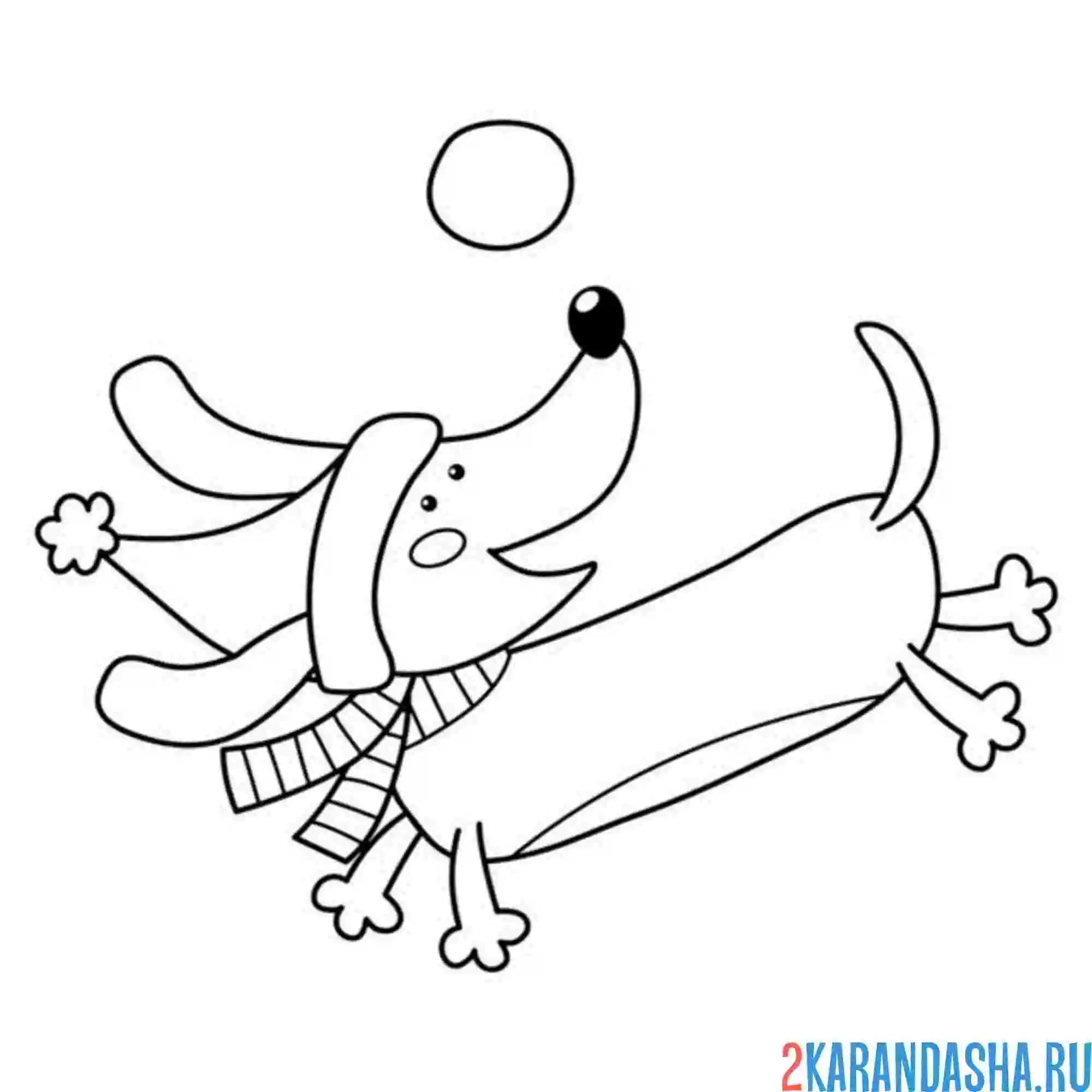 Раскраска такса в шарфе