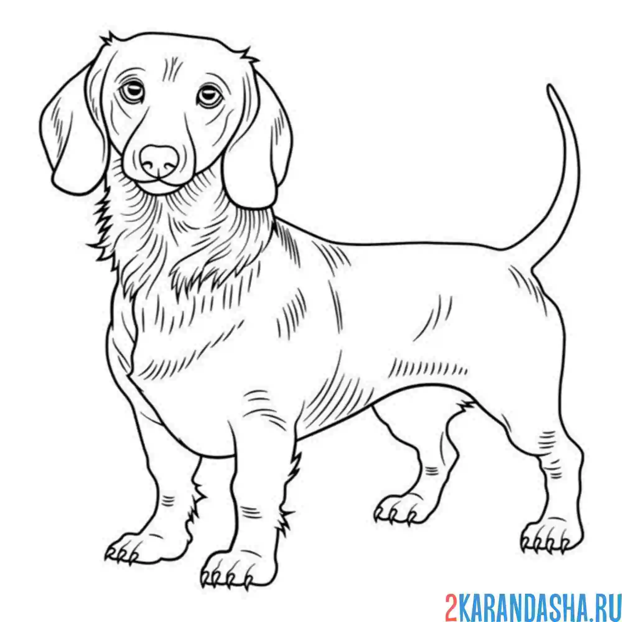 Раскраска фото такса