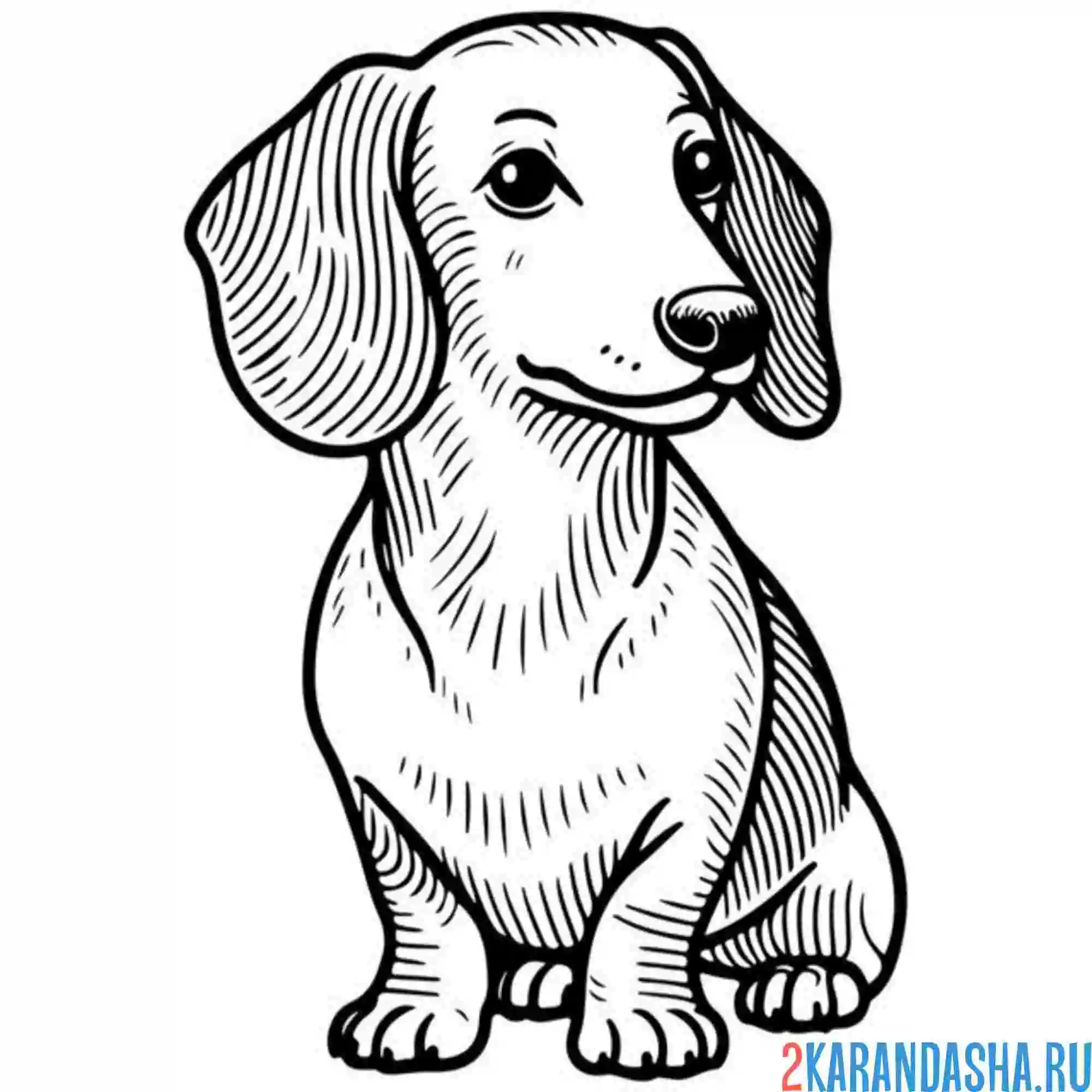 Раскраска такса собак