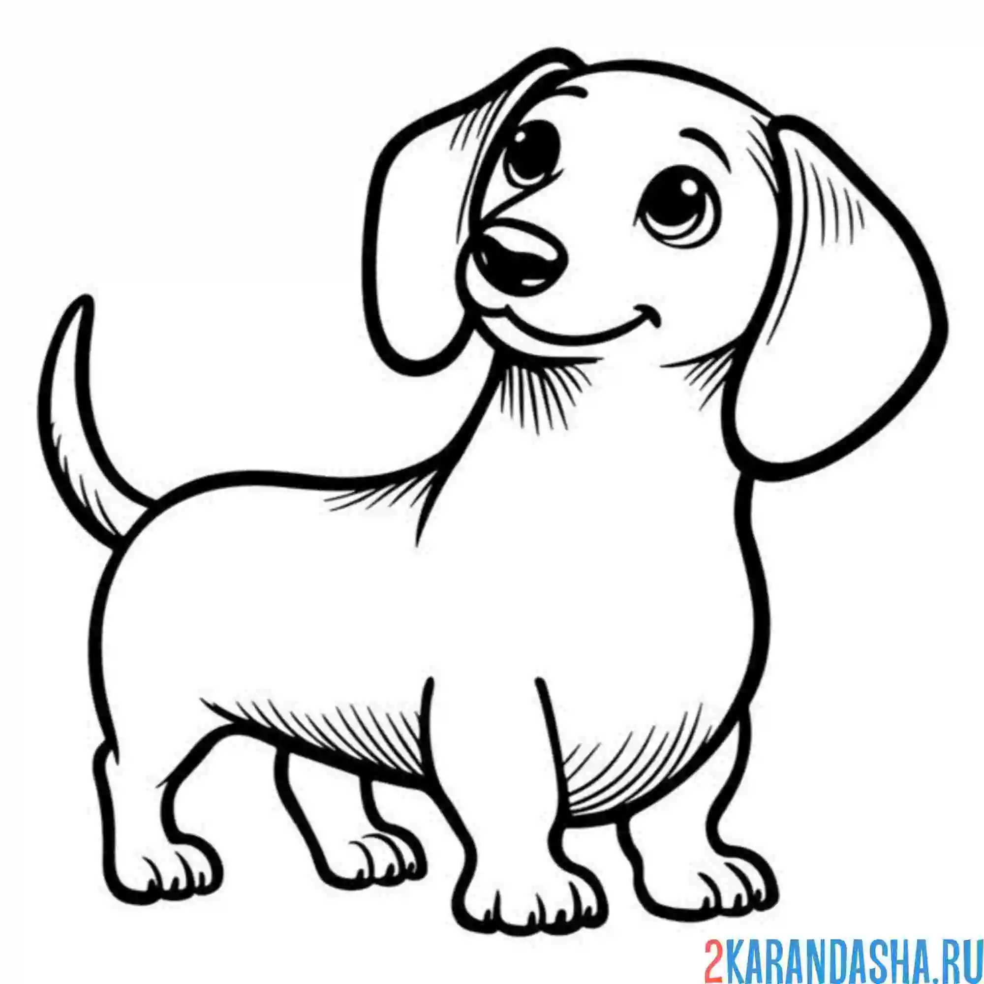 Раскраска такса милая собачка