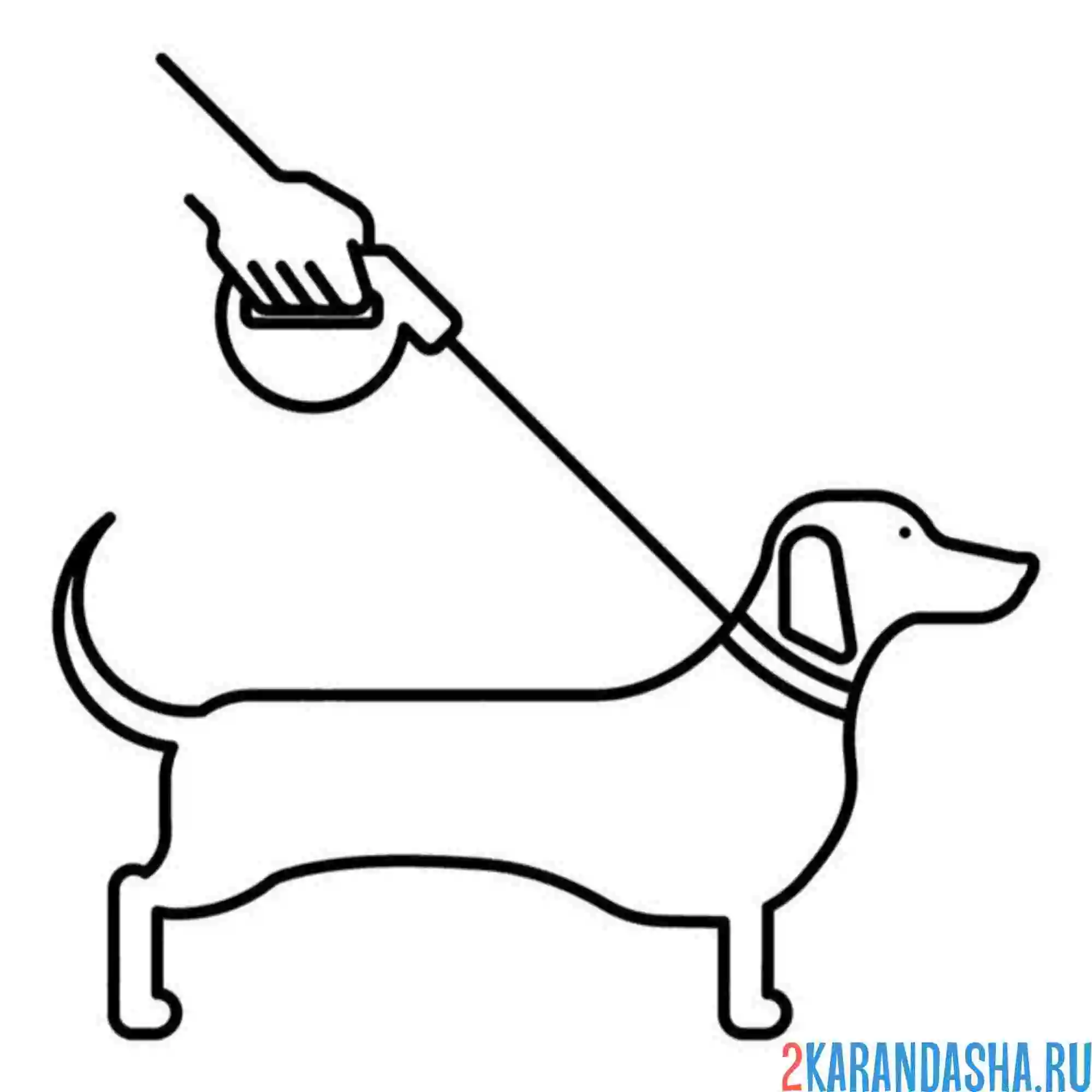 Раскраска такса на поводке