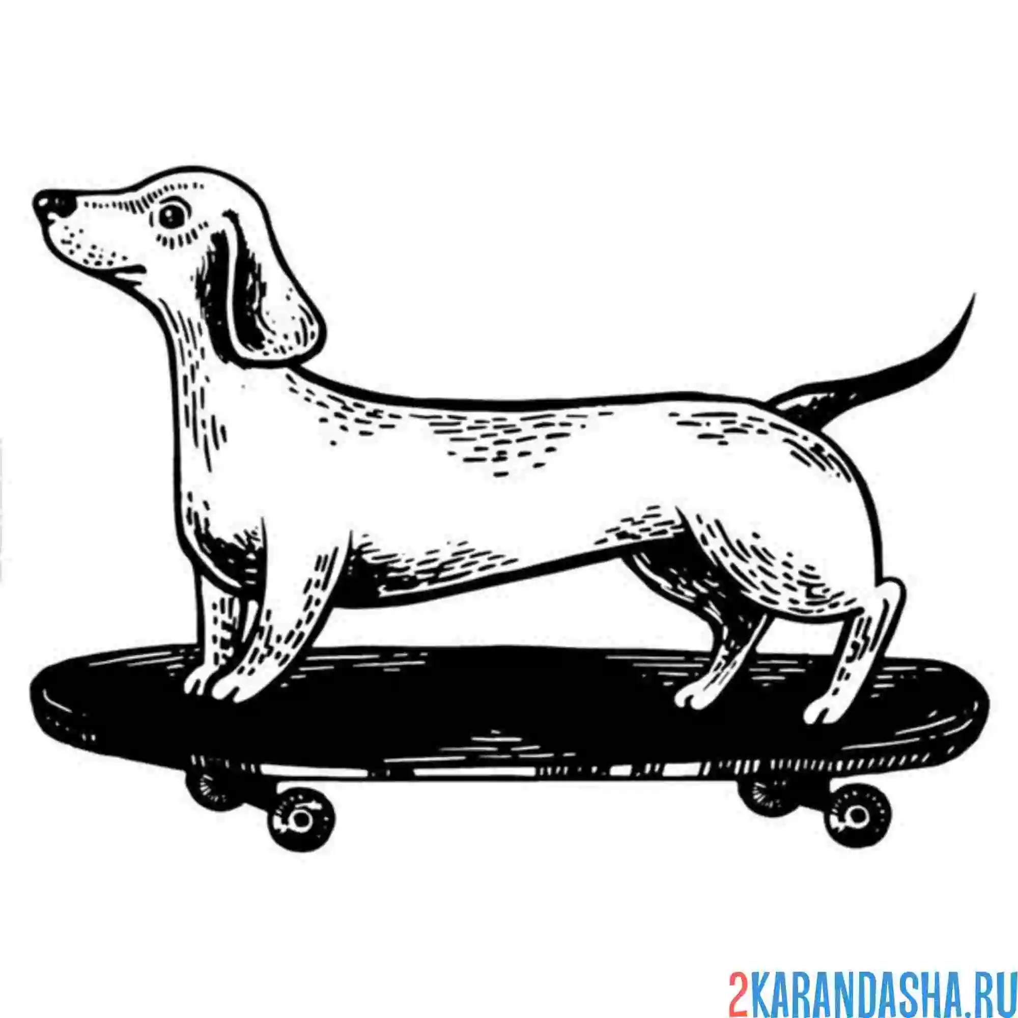 Раскраска такса на скейтборде
