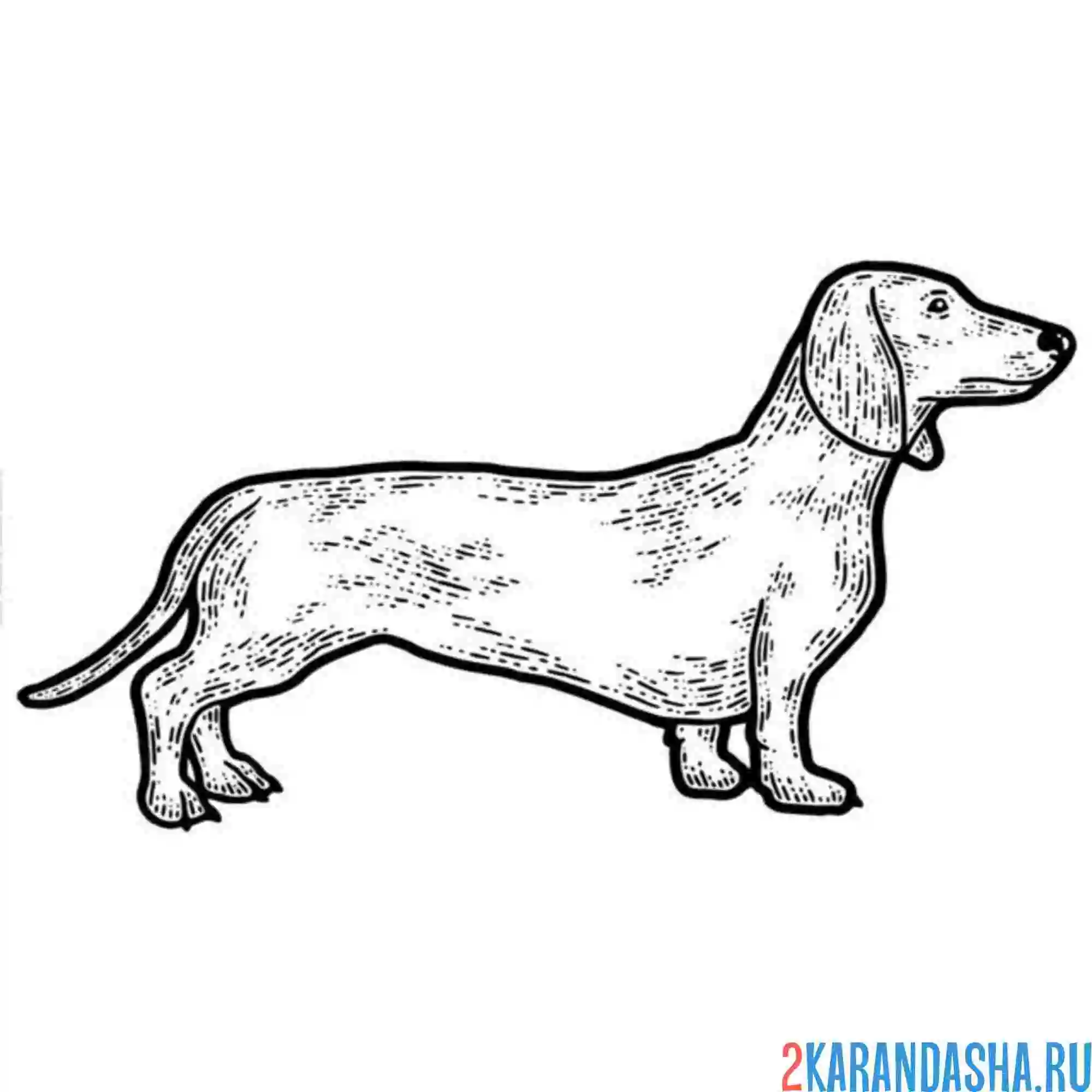 Раскраска взрослая такса