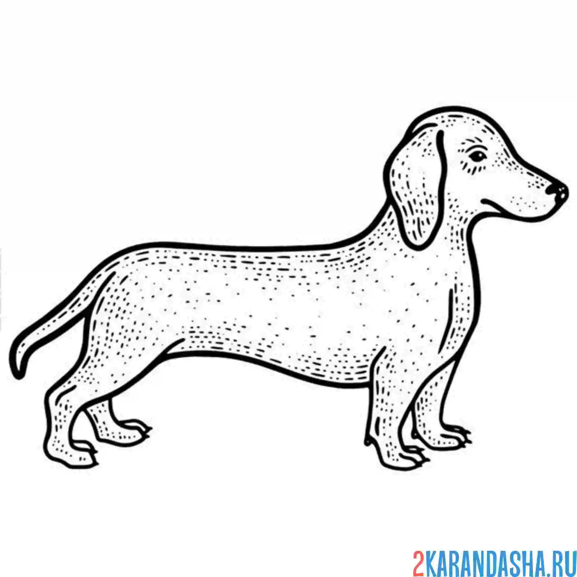 Раскраска такса вид сбоку