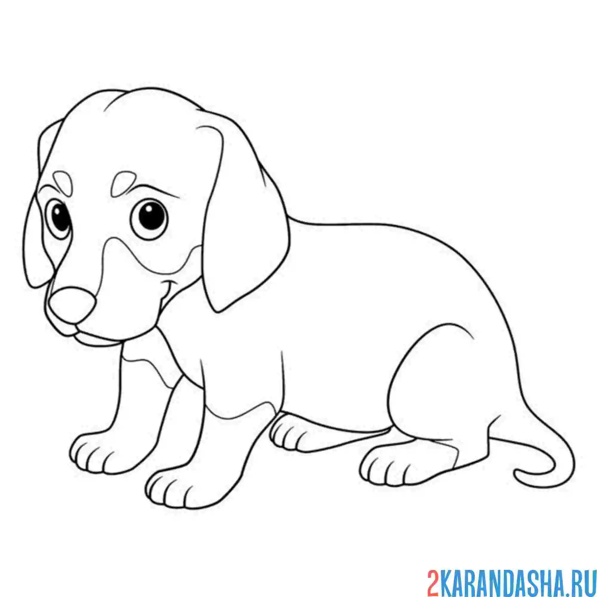 Раскраска милый щенок такса
