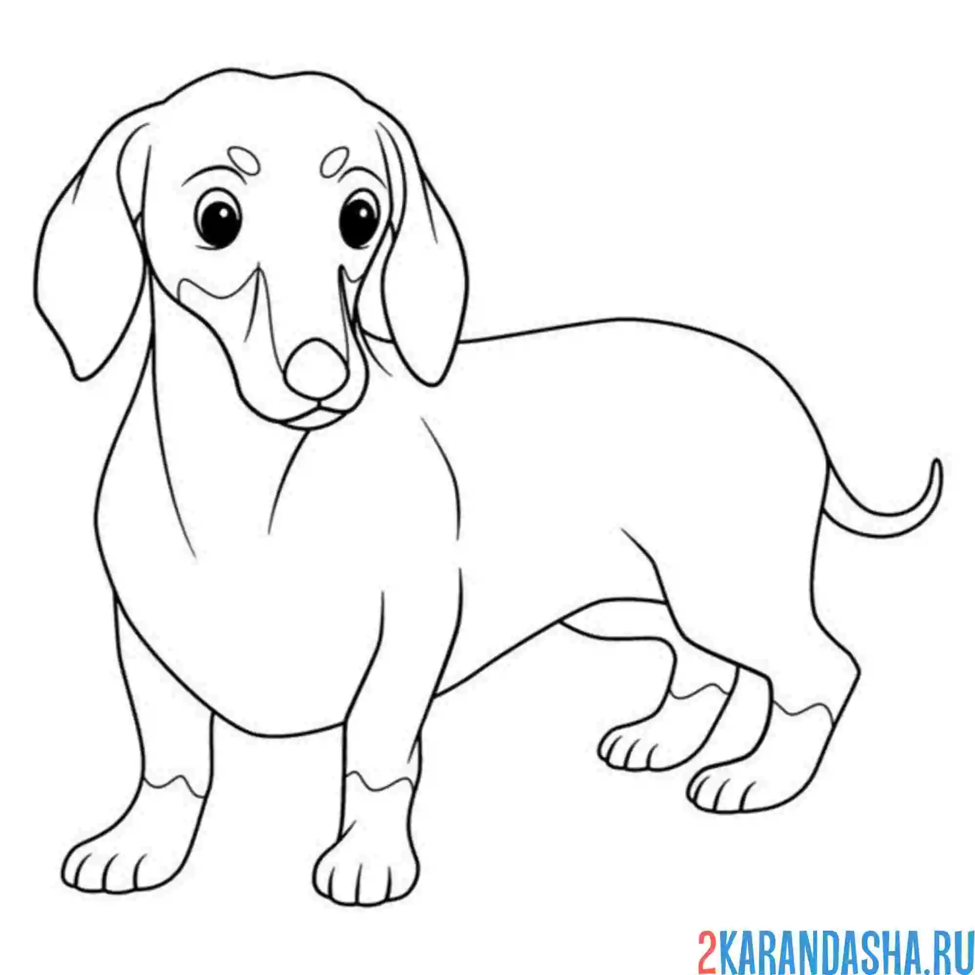 Раскраска собачка такса