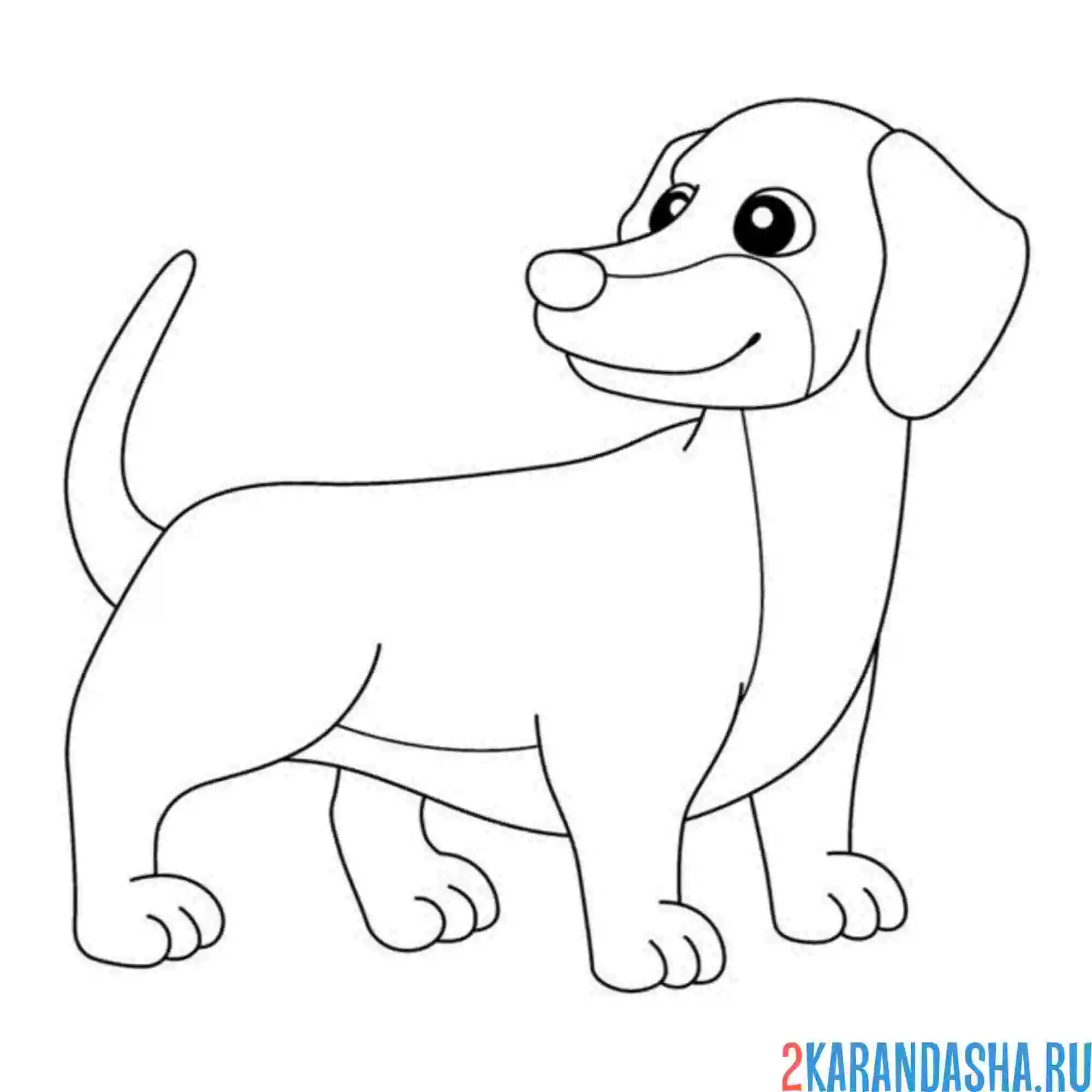 Раскраска милая такса собака