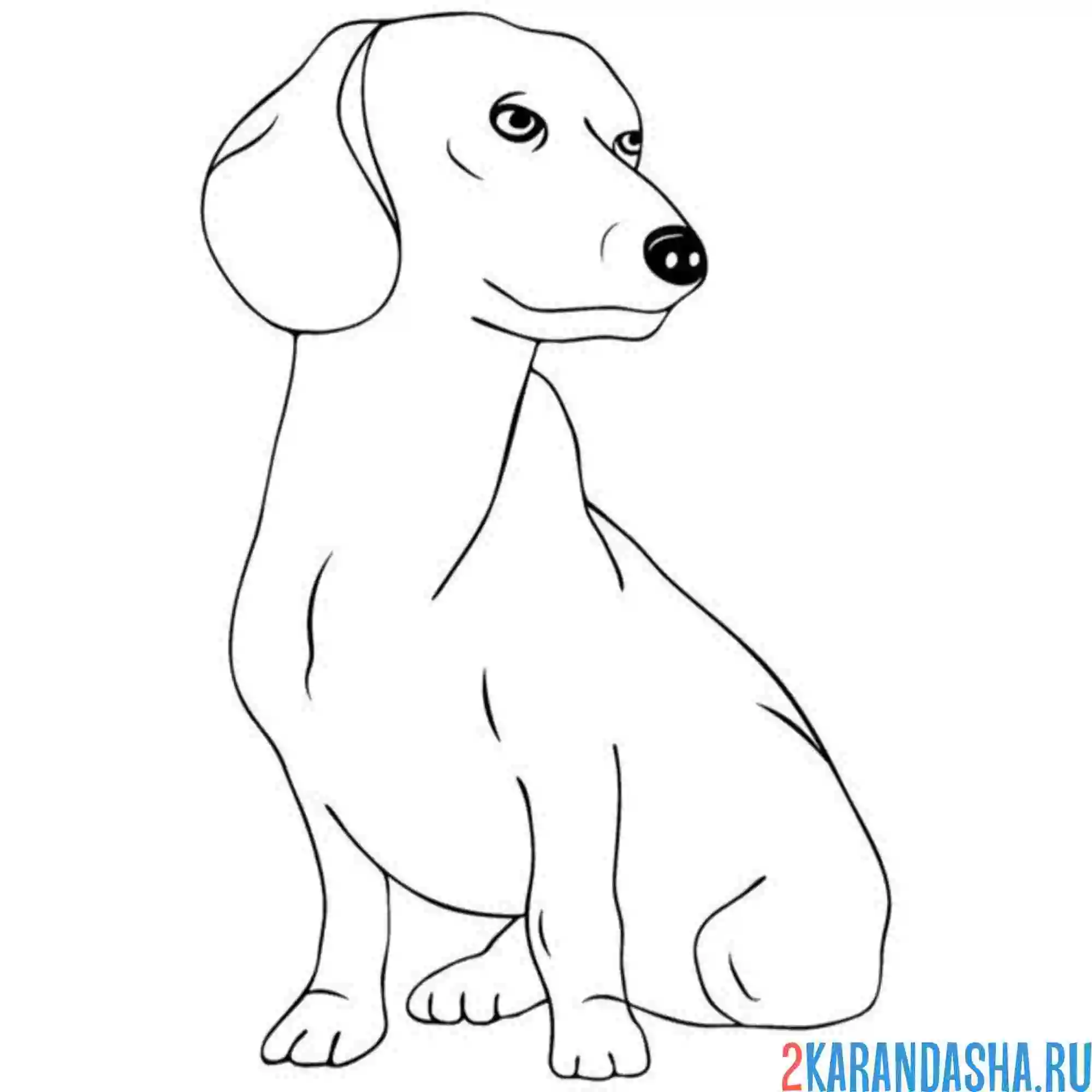 Раскраска такса сидит