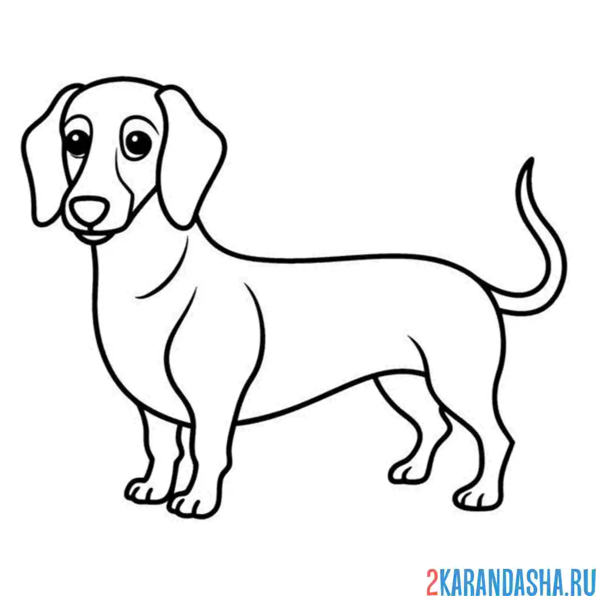 Раскраска такса виляет хвостиком