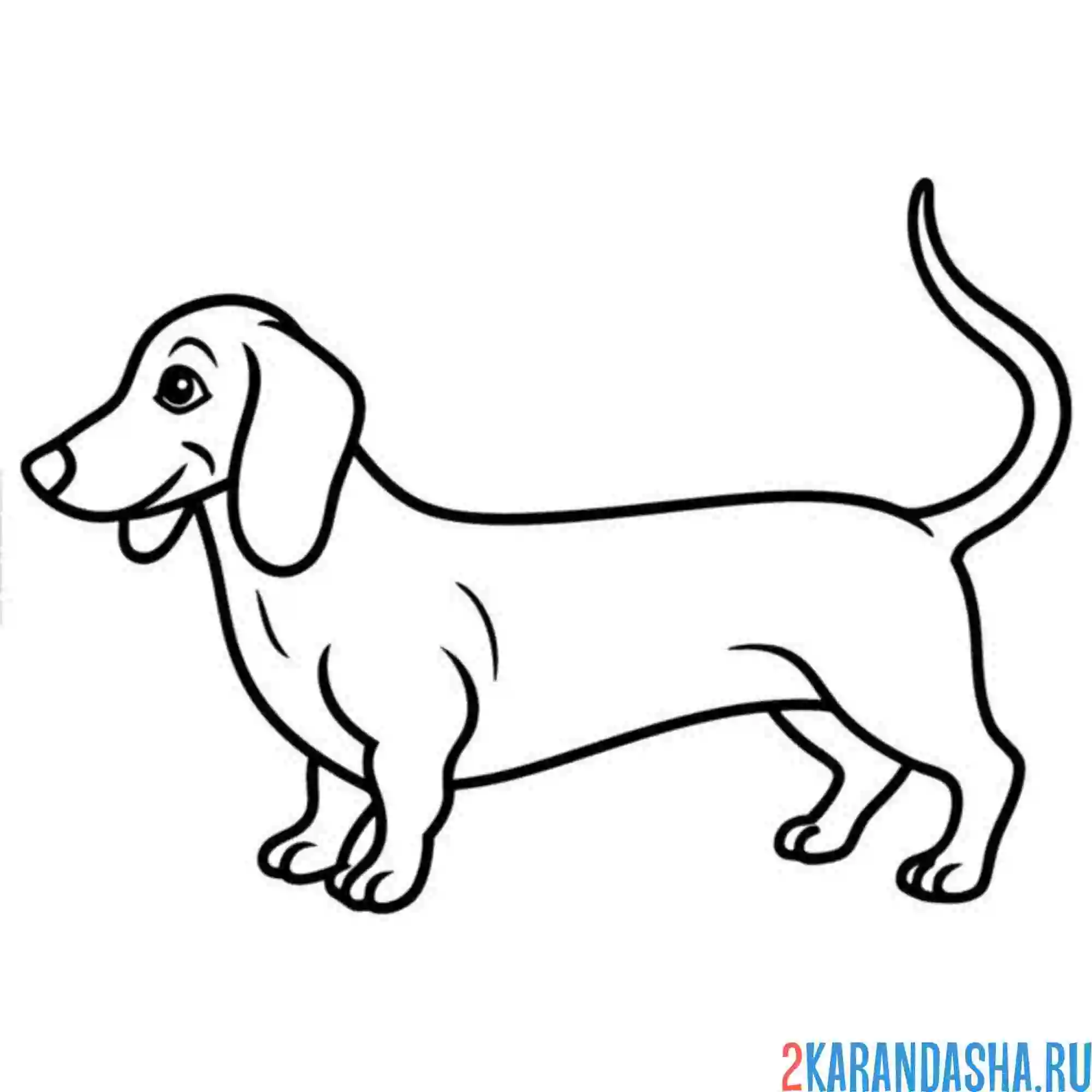 Раскраска сбоку такса
