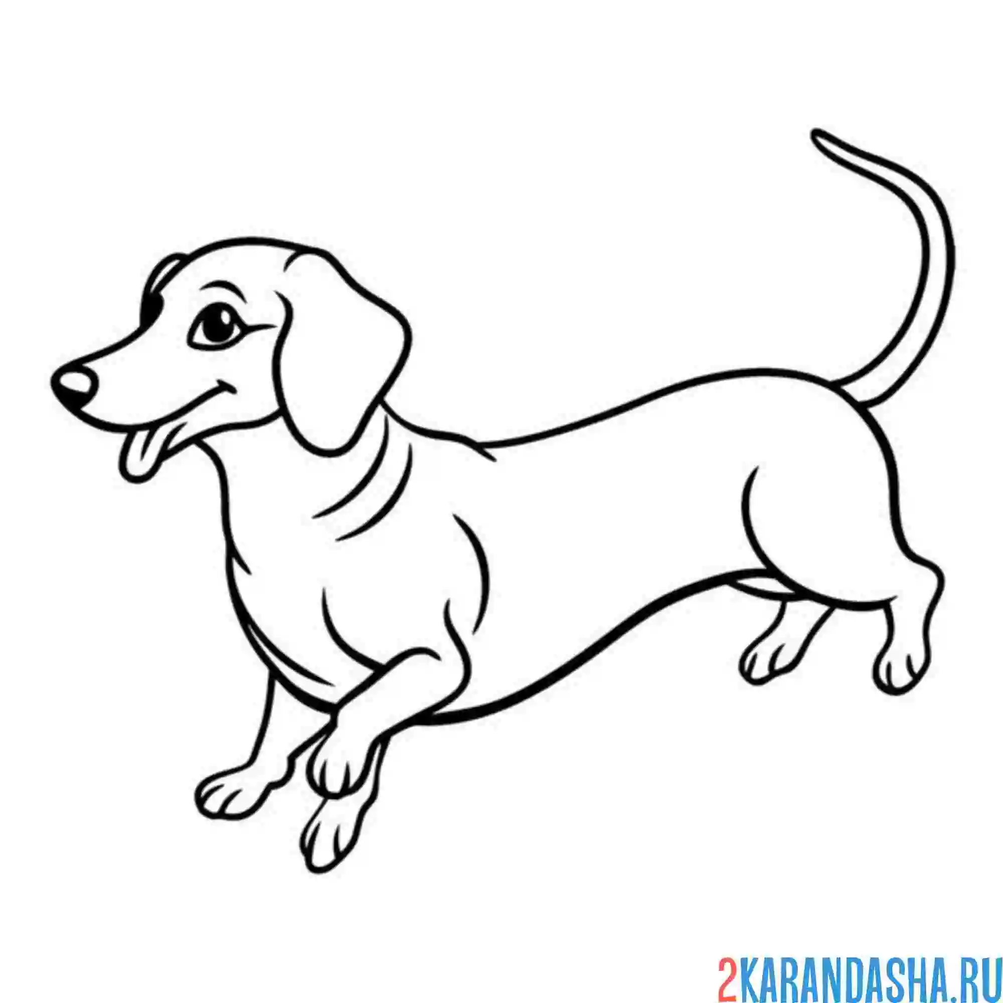 Раскраска такса бежит