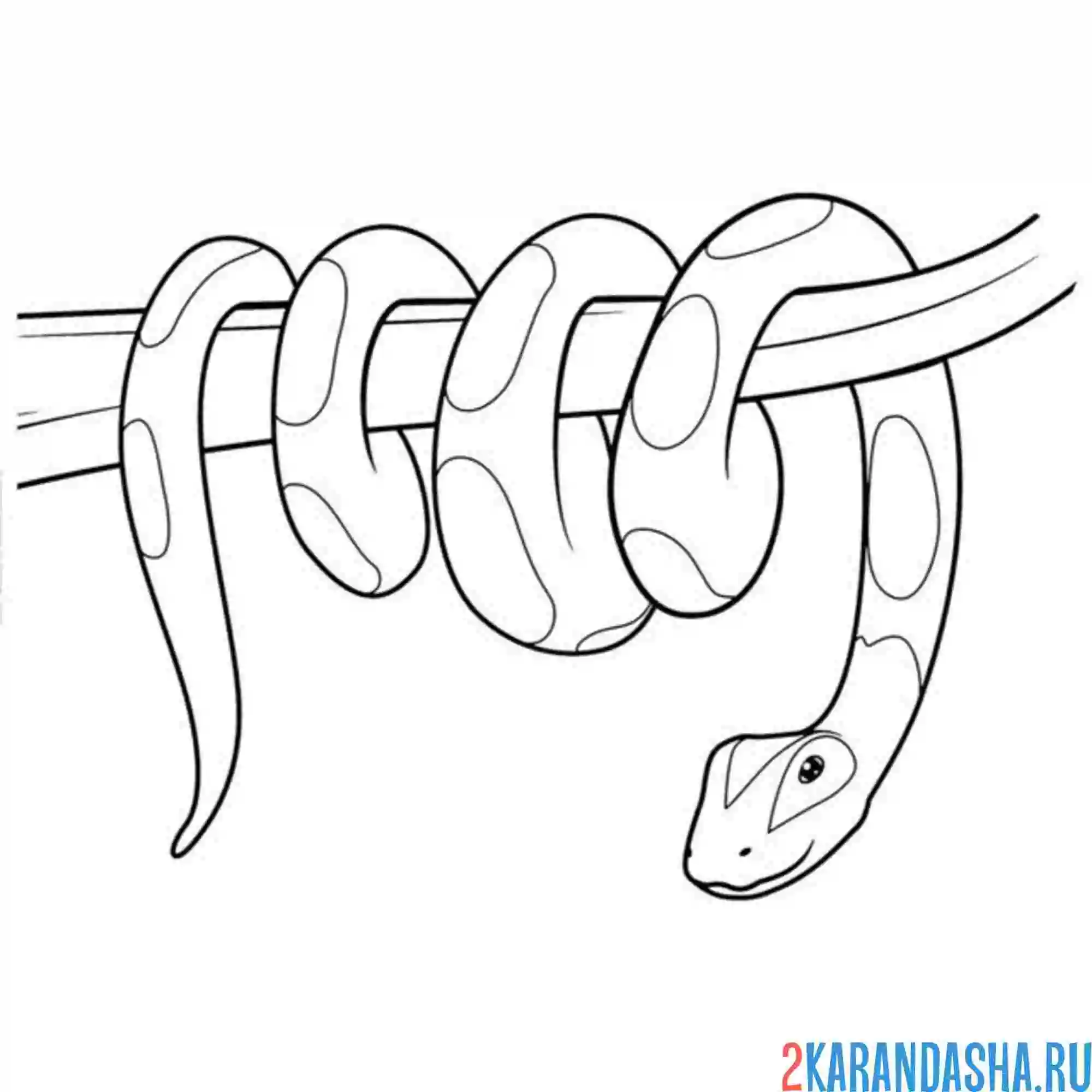 Раскраска змея на 2025 год