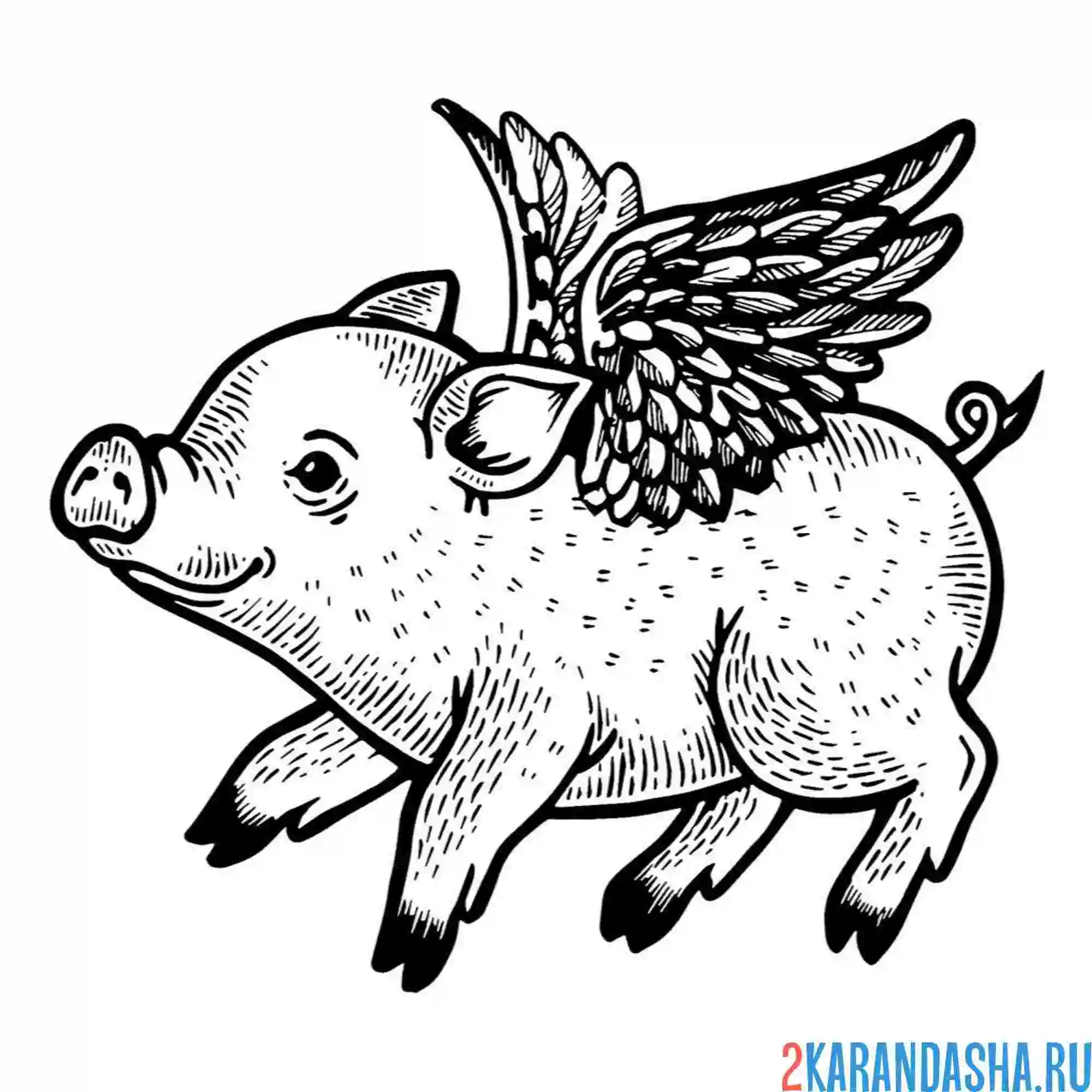 Раскраска свинка смешнка