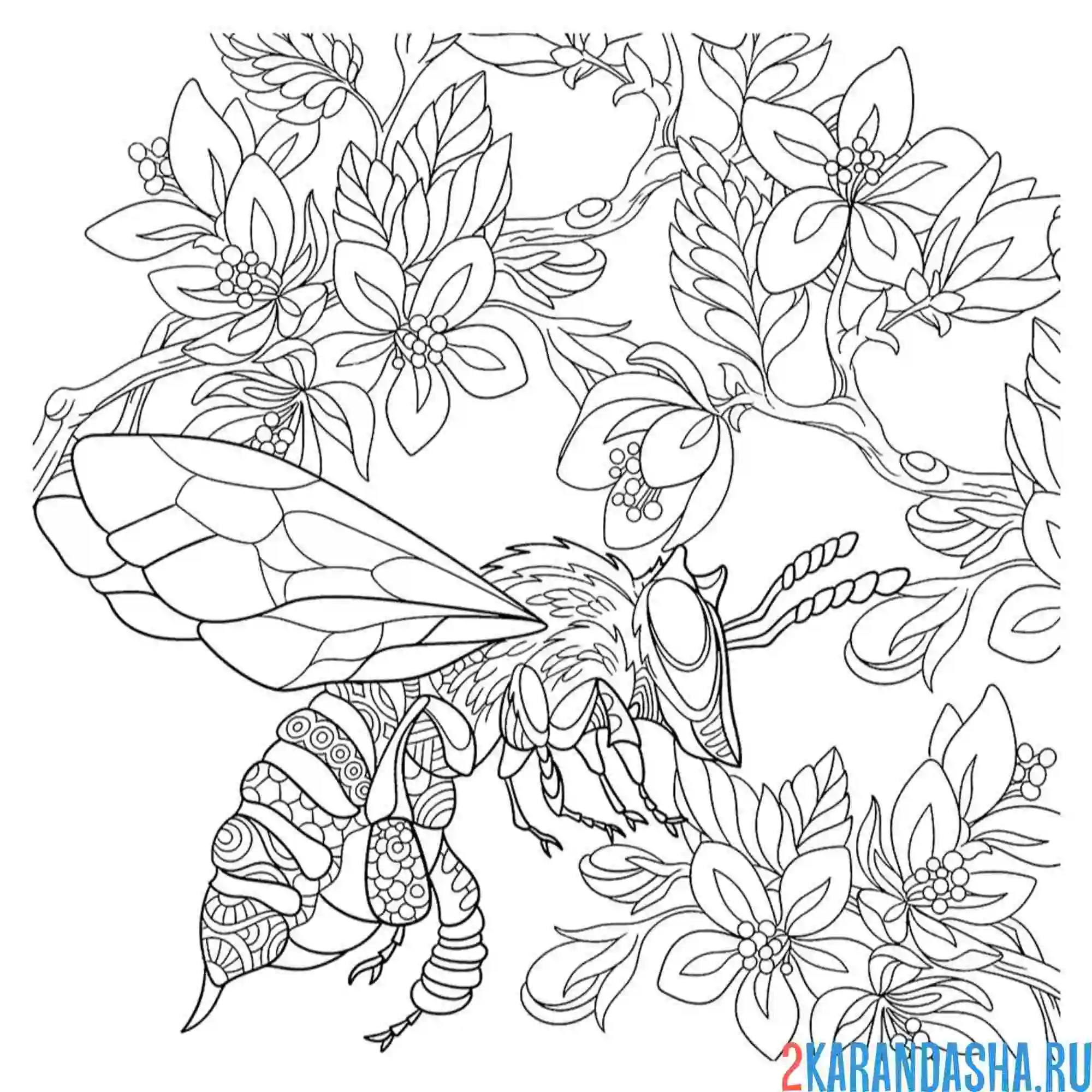 Раскраска настоящая пчела в цветении