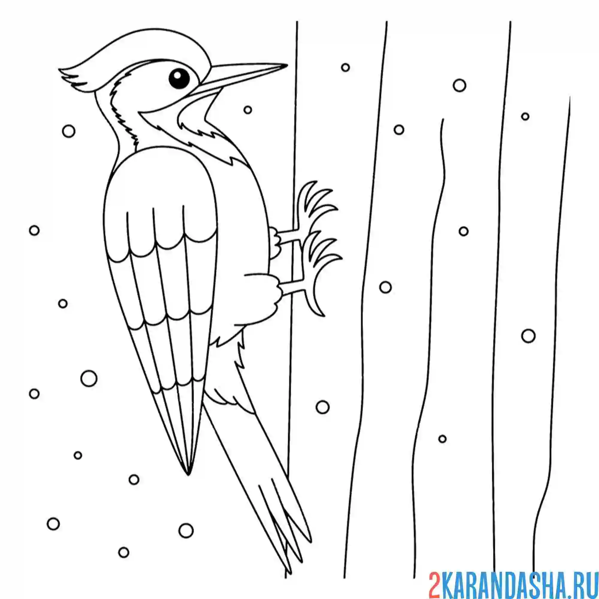 Раскраска дятел долбит