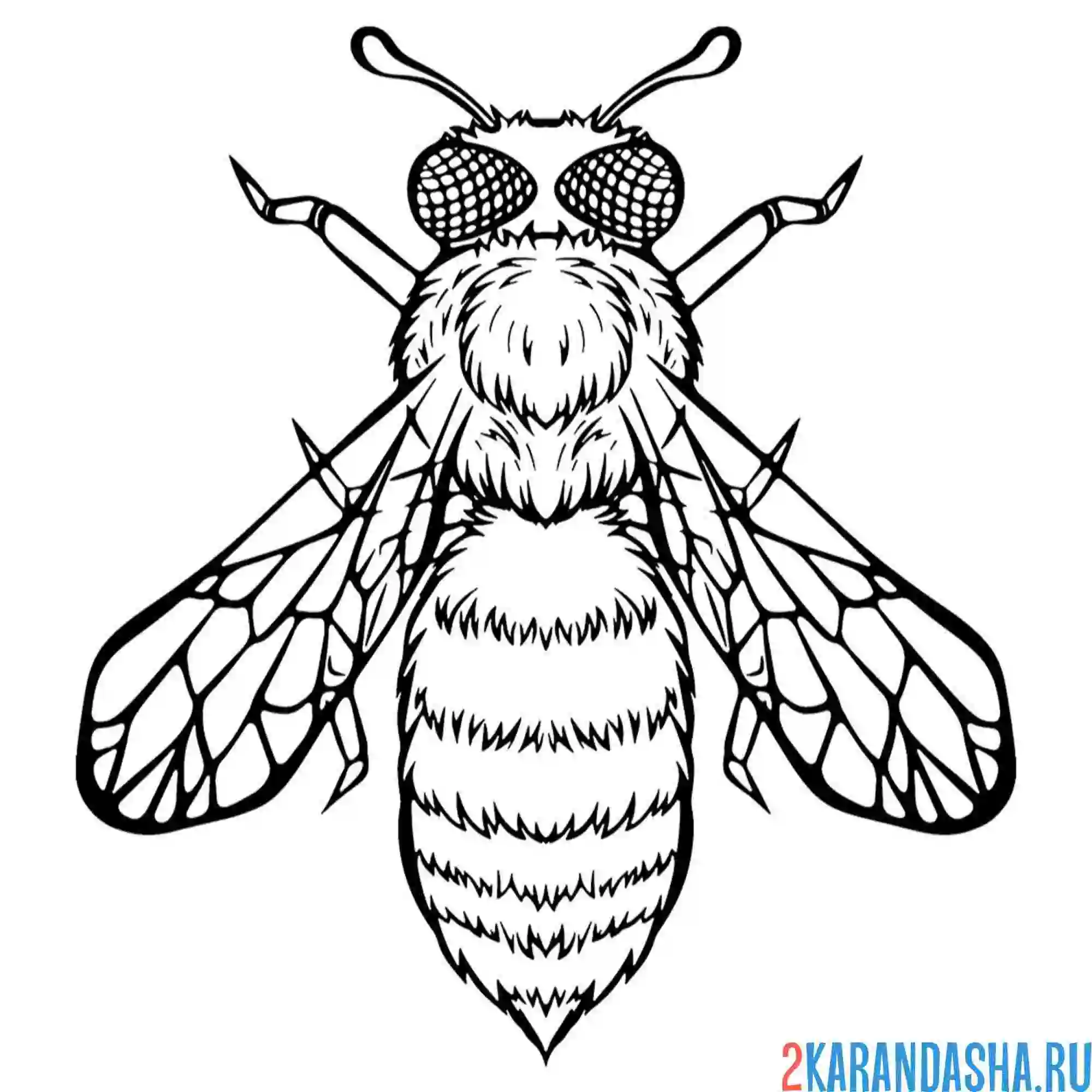 Раскраска пчела сверху