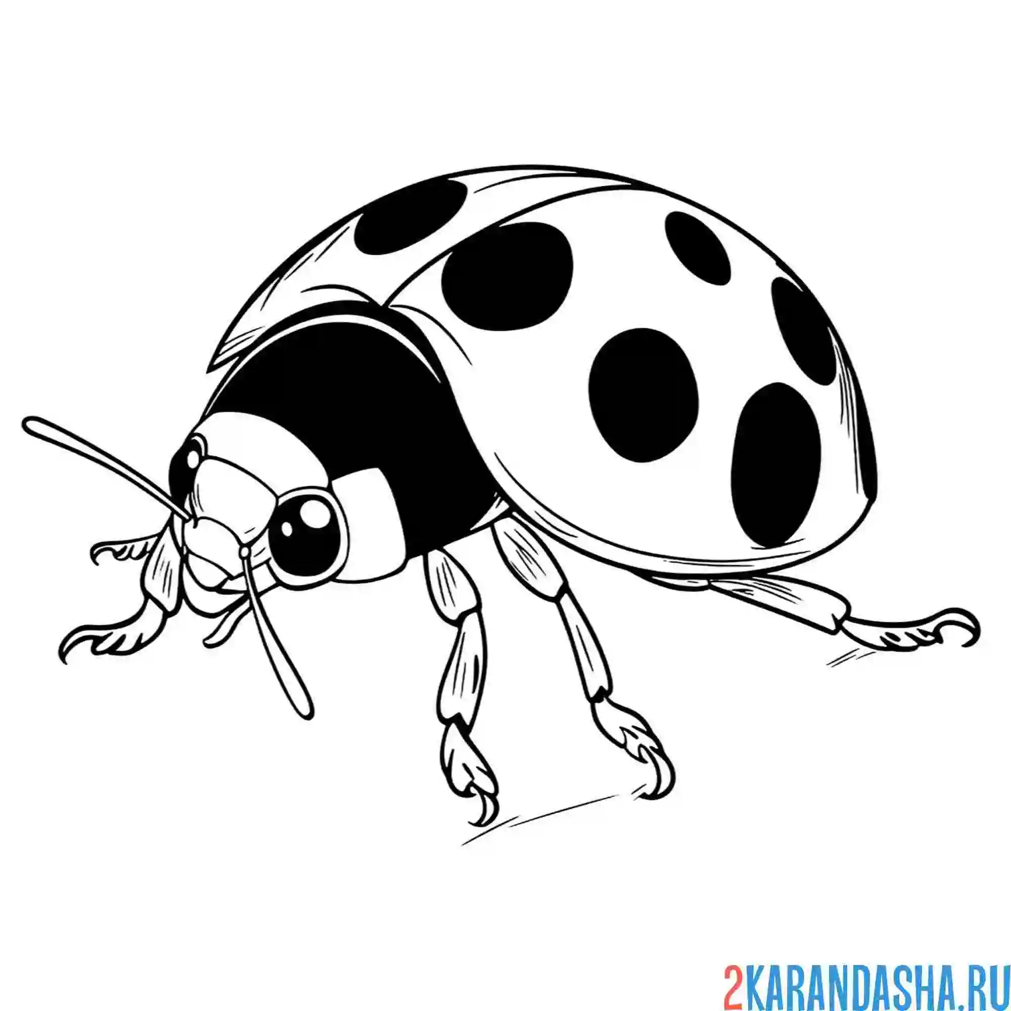 Раскраска божья коровка фото