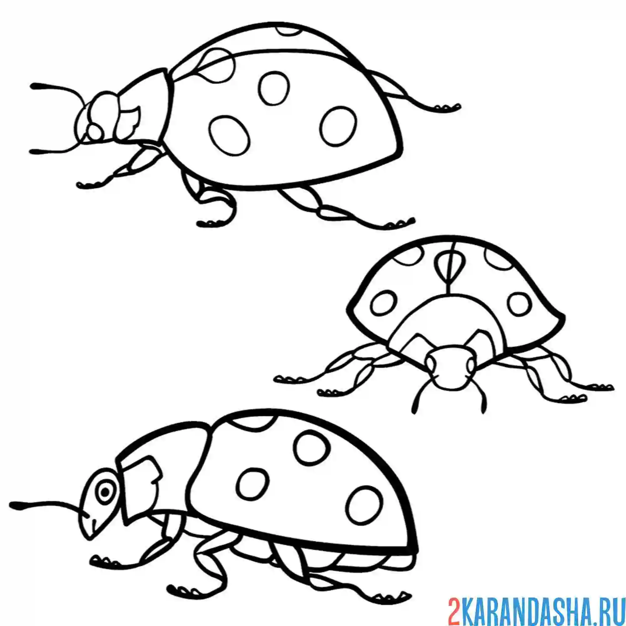 Раскраска божья коровка три