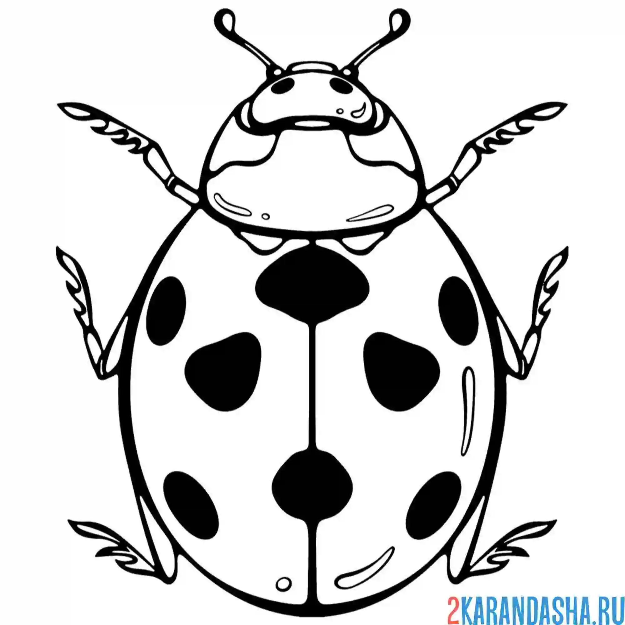 Раскраска божья коровка вид сверху
