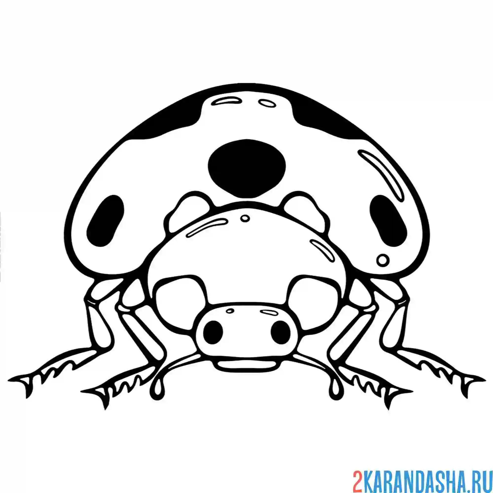 Раскраска божья коровка вид спереди