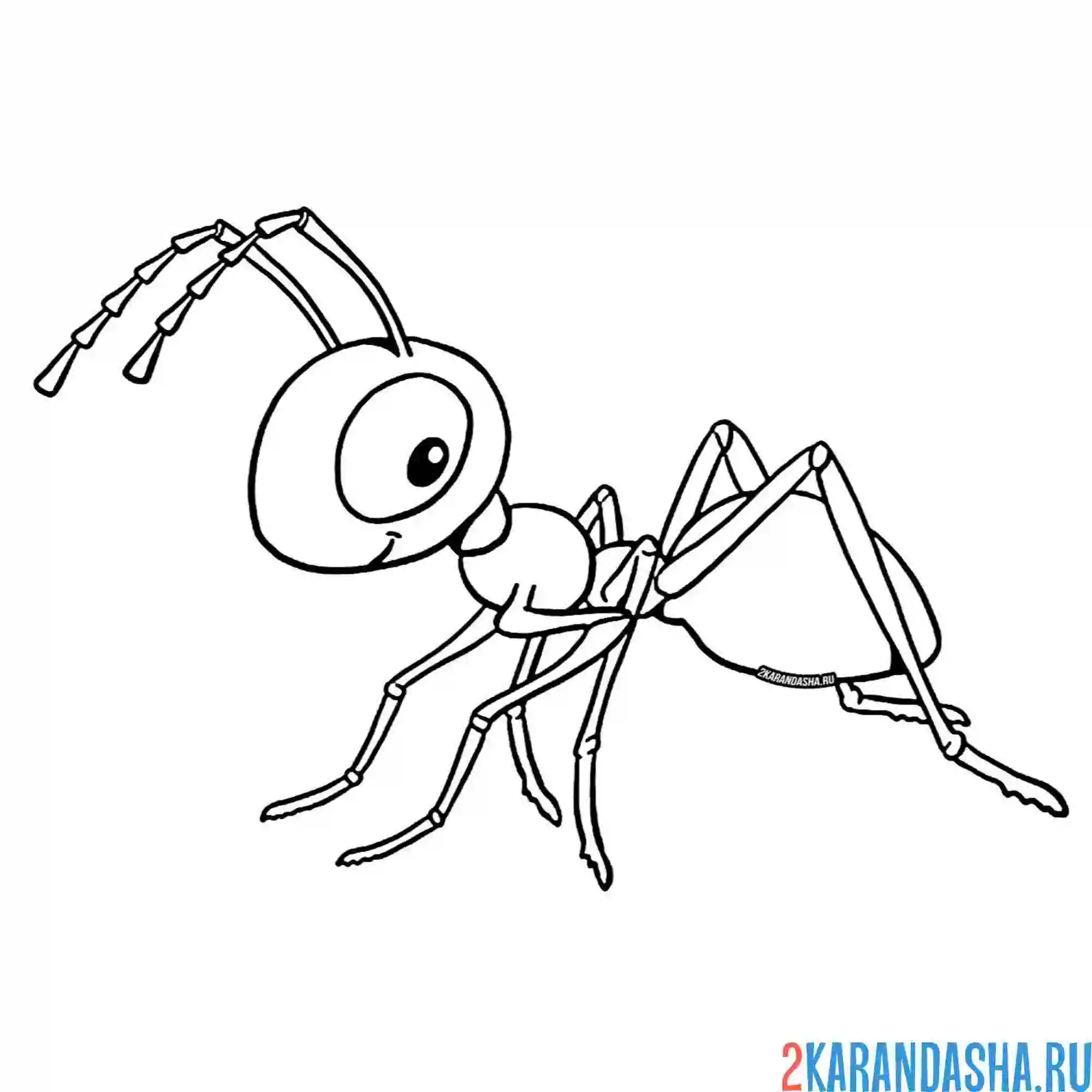 Раскраска муравей настоязщий