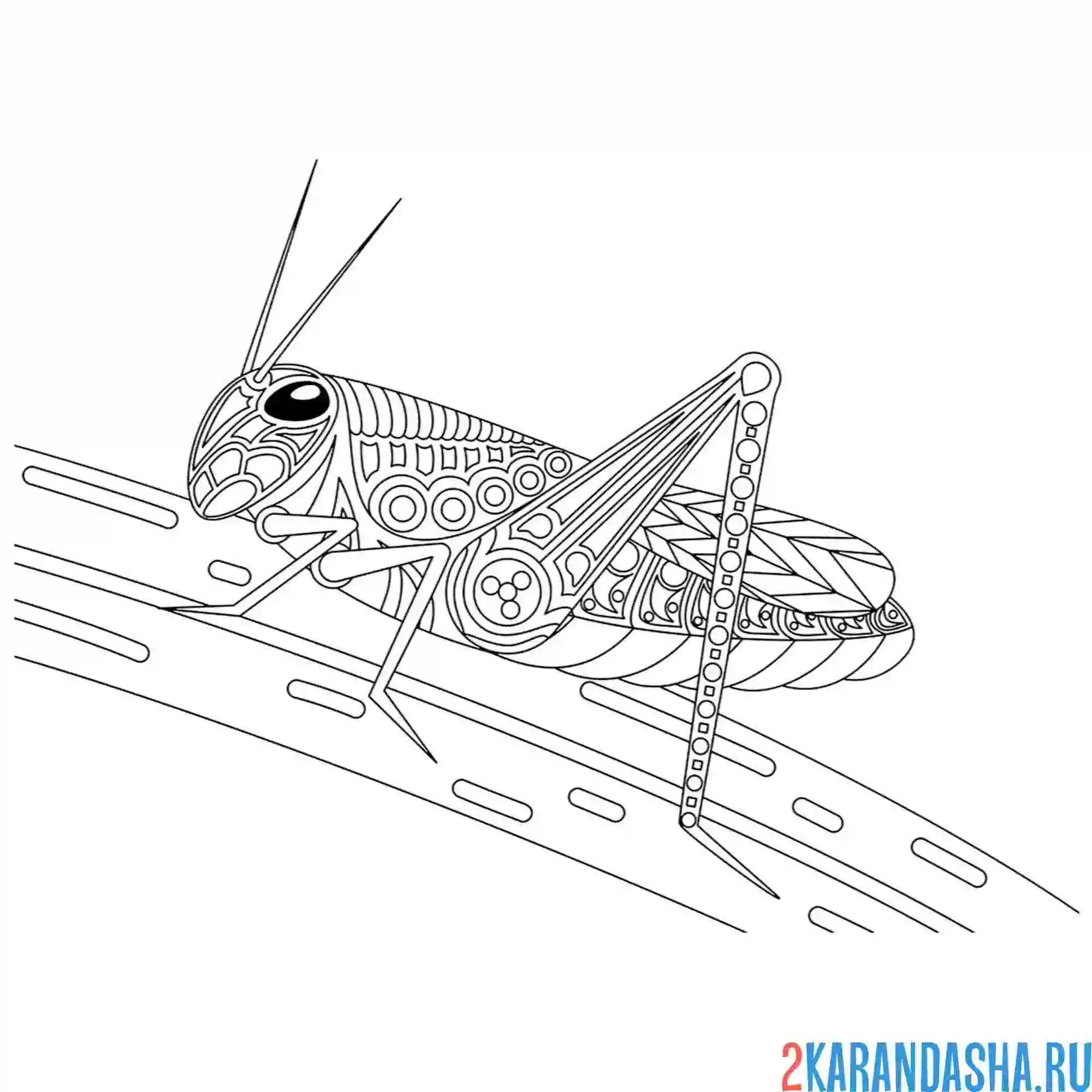 Раскраска кузнечик антистресс