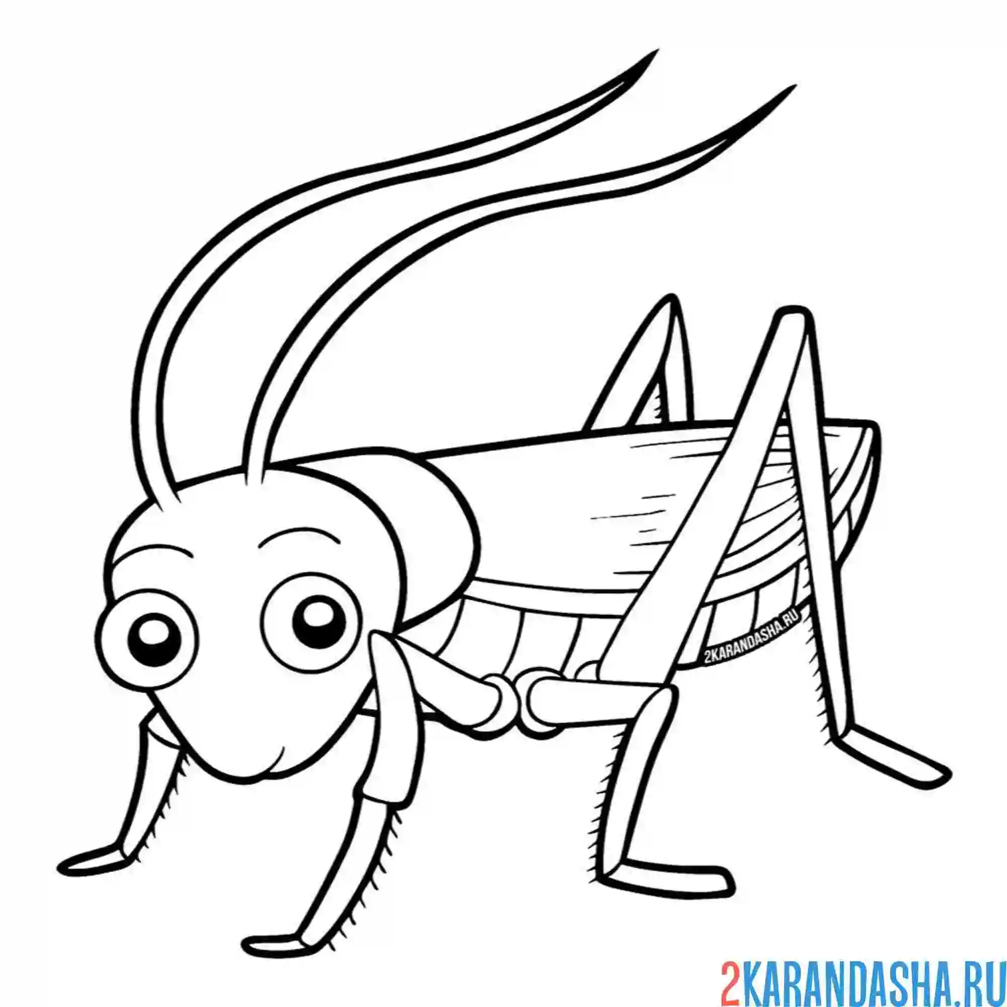 Раскраска кузнечик в полный рост