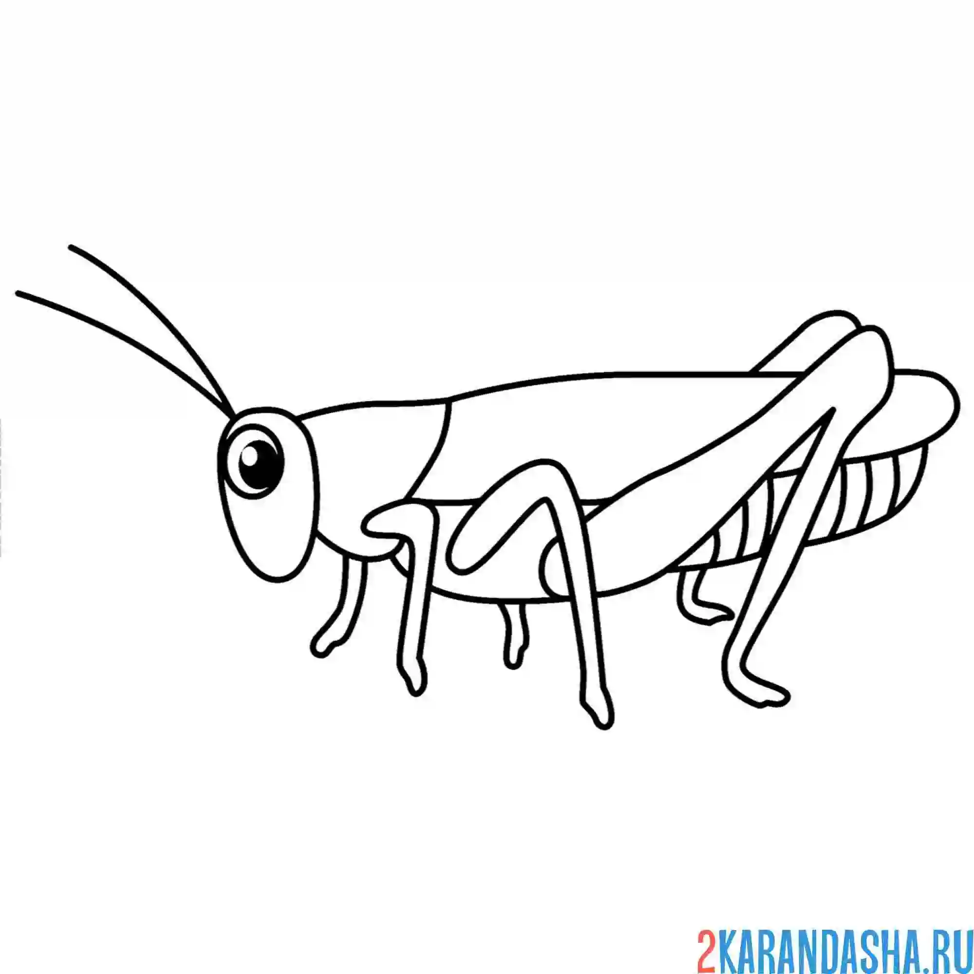 Раскраска кузнечик большой