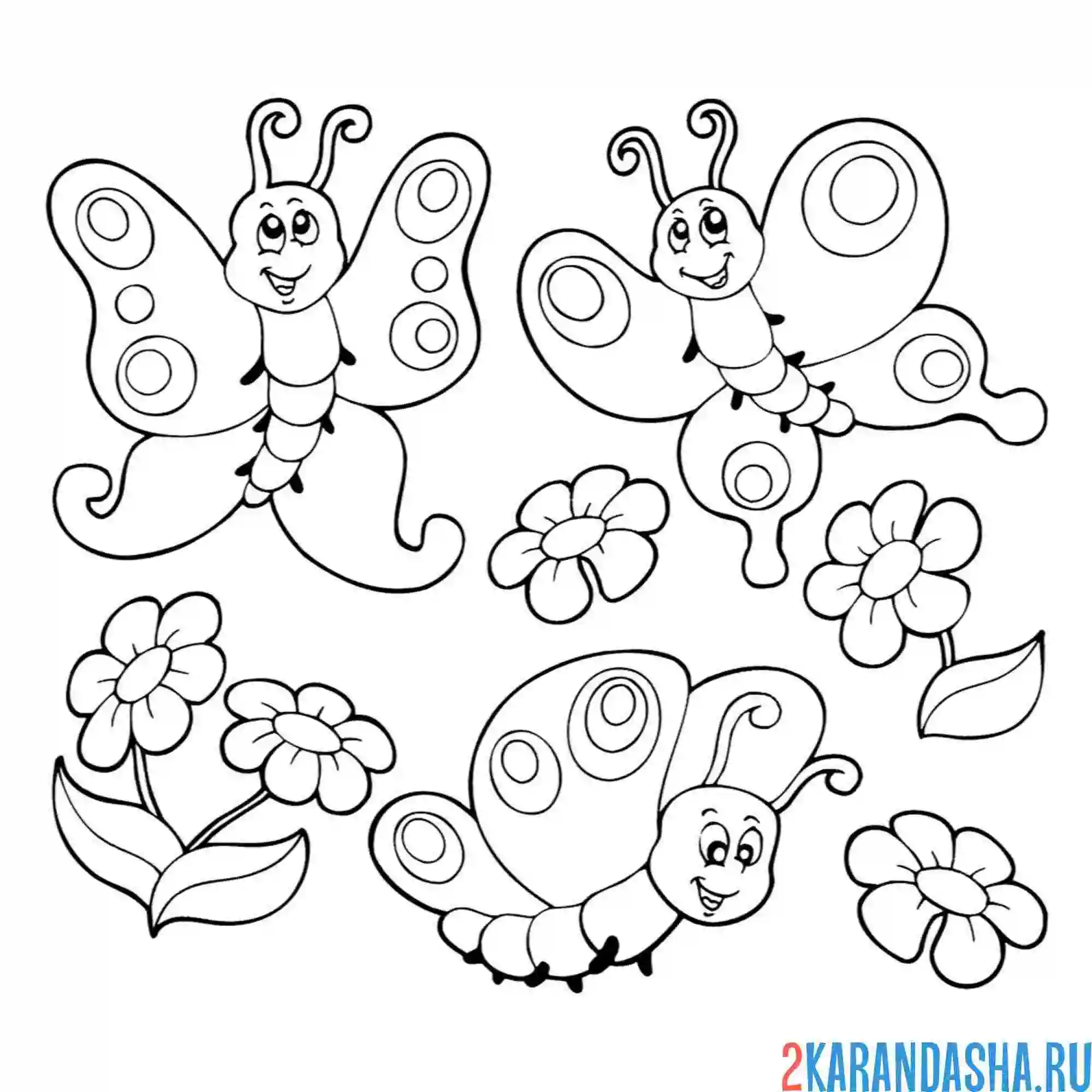 Раскраска бабочки насекомые