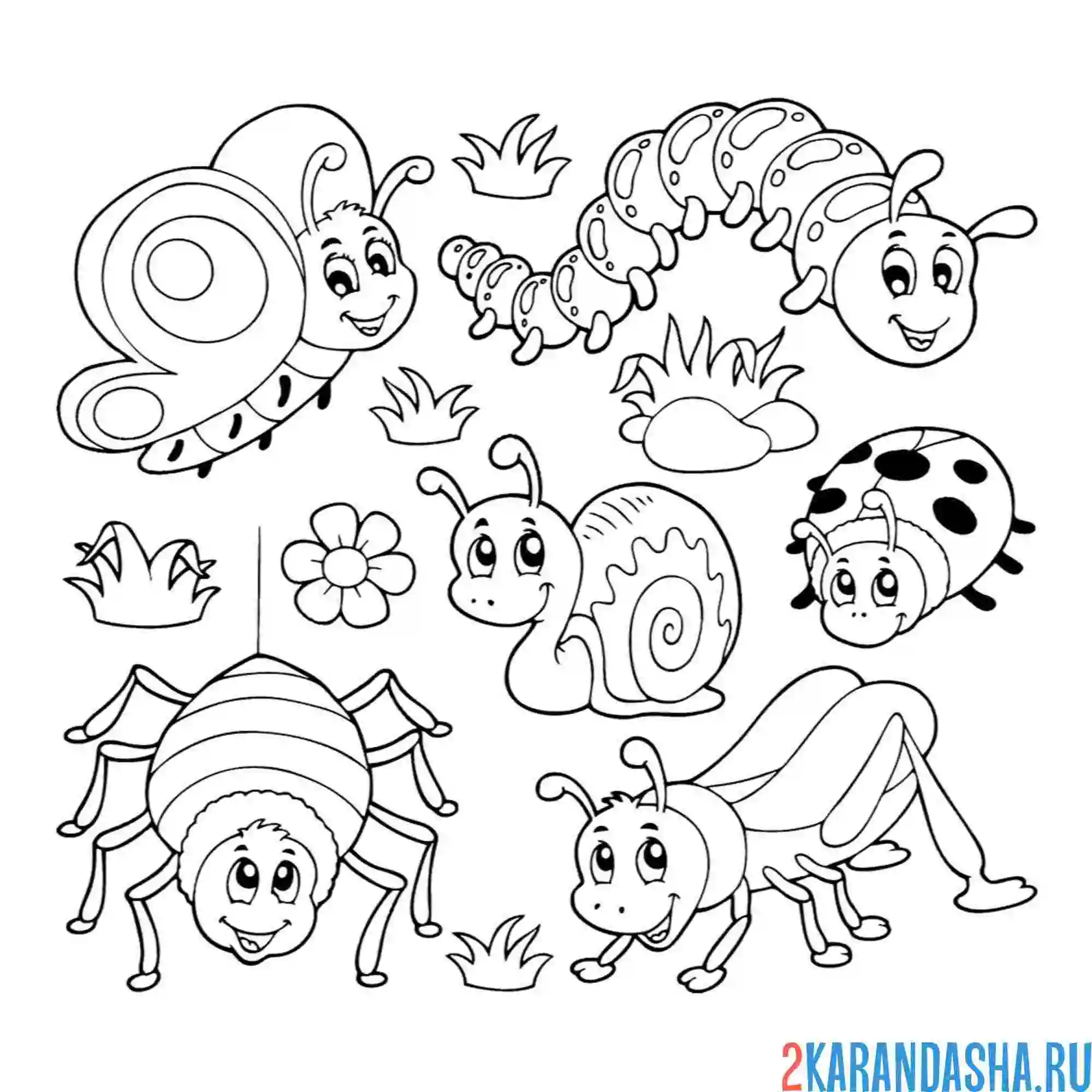 Раскраска насекомые, паук, бабочка, гусеница, кузнечик