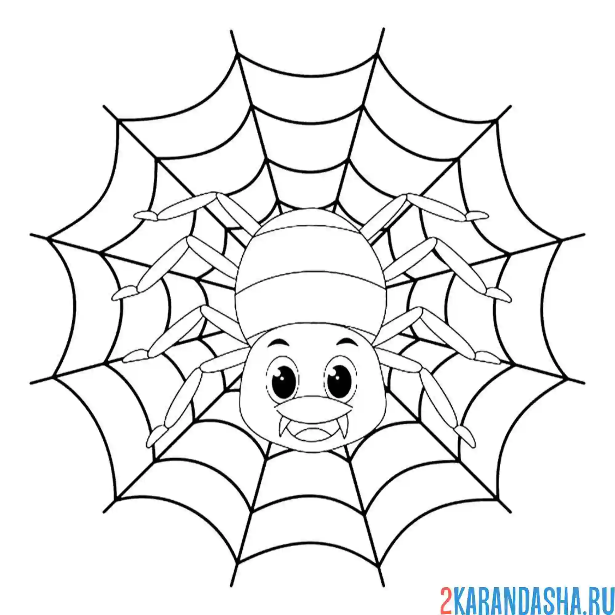 Раскраска паук в паутине насекомые