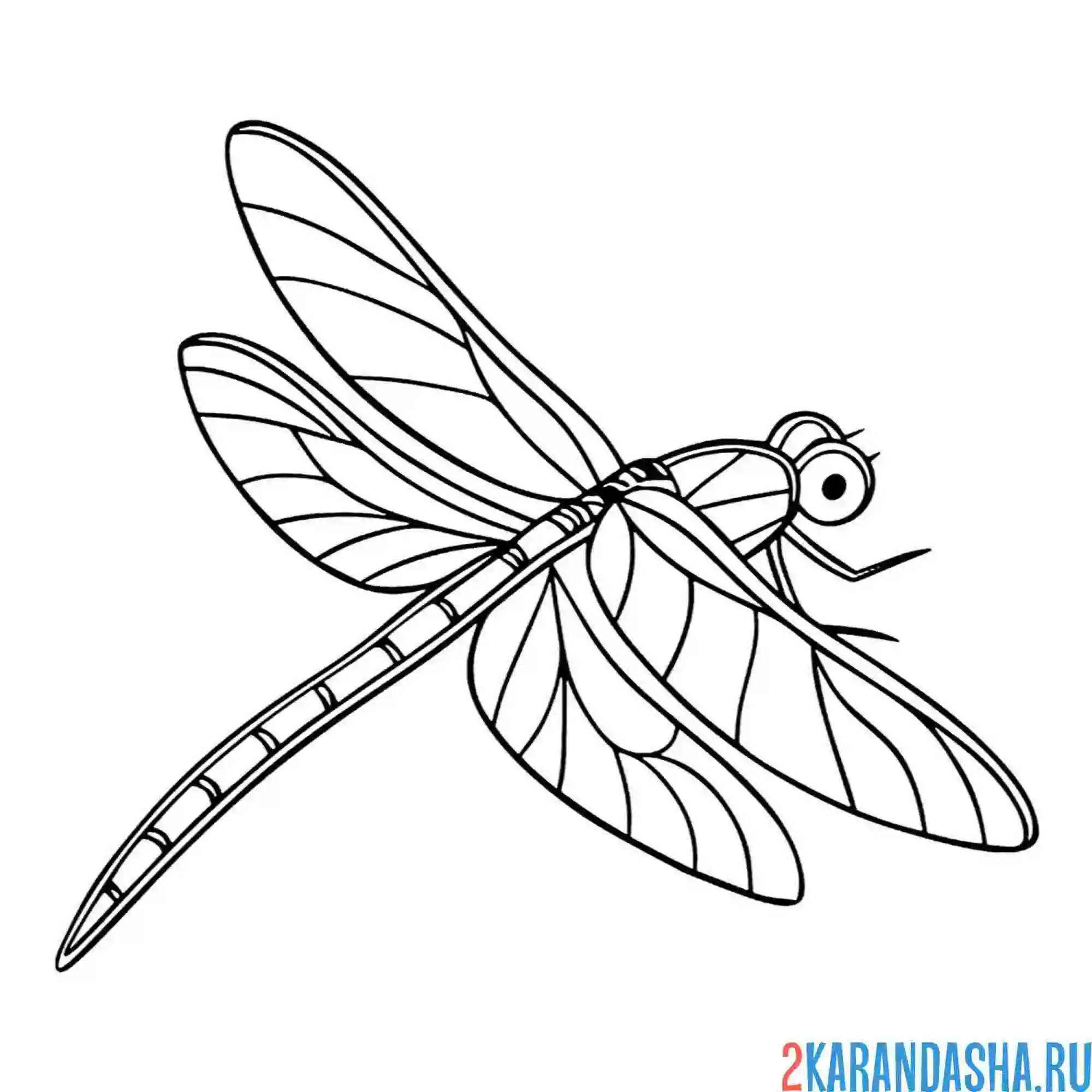 Раскраска стрекоза красивое насекомое