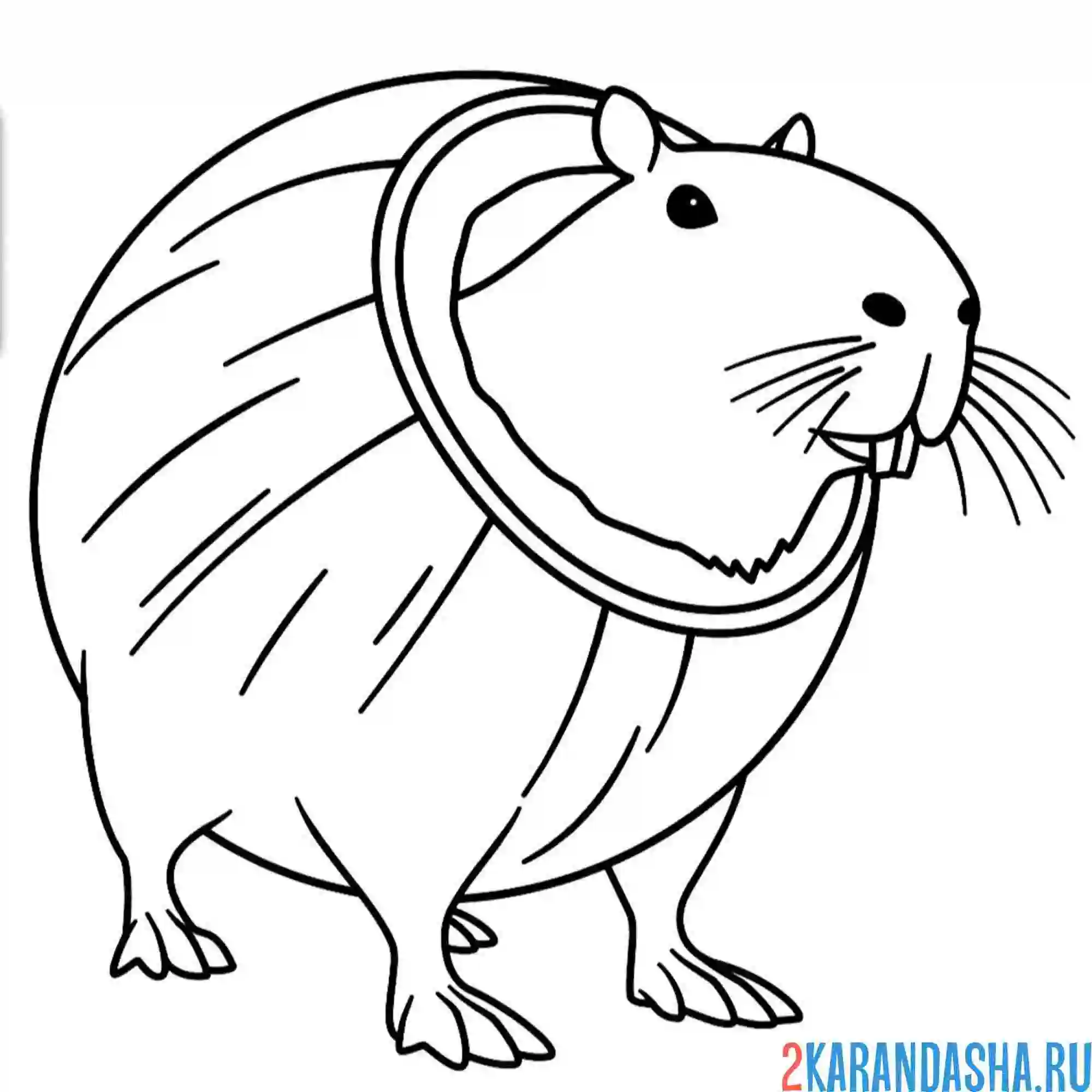 Раскраска бурбалони лулиоли