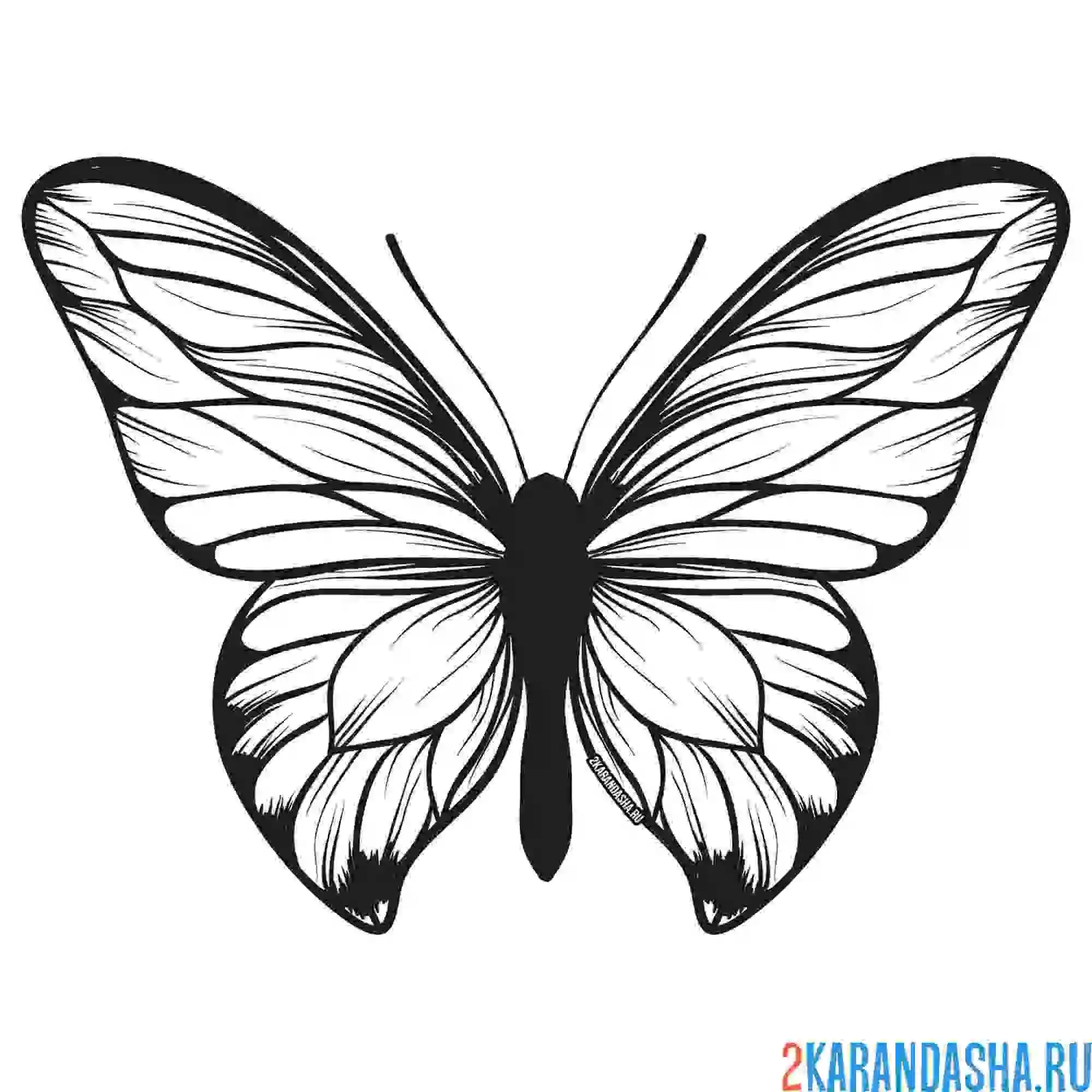 Раскраска интересная бабочка