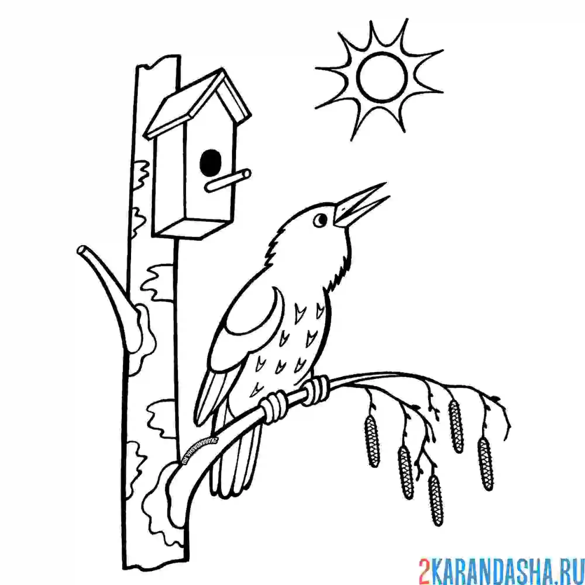 Раскраска весенняя природа птичка скворец поет на солнце