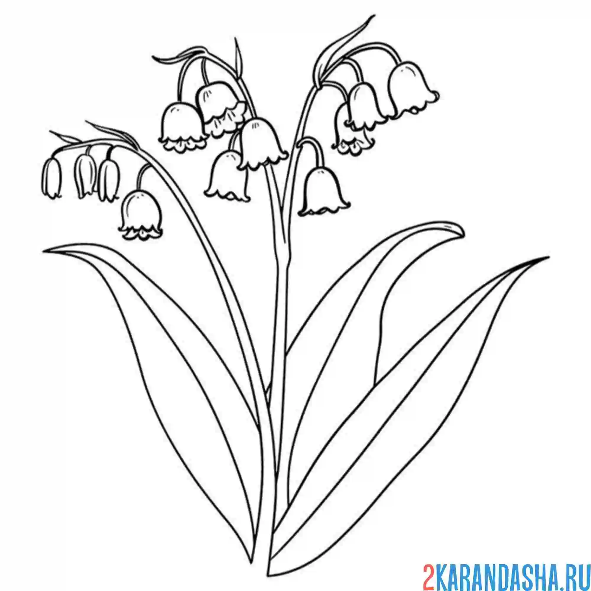 Раскраска ландыши новые